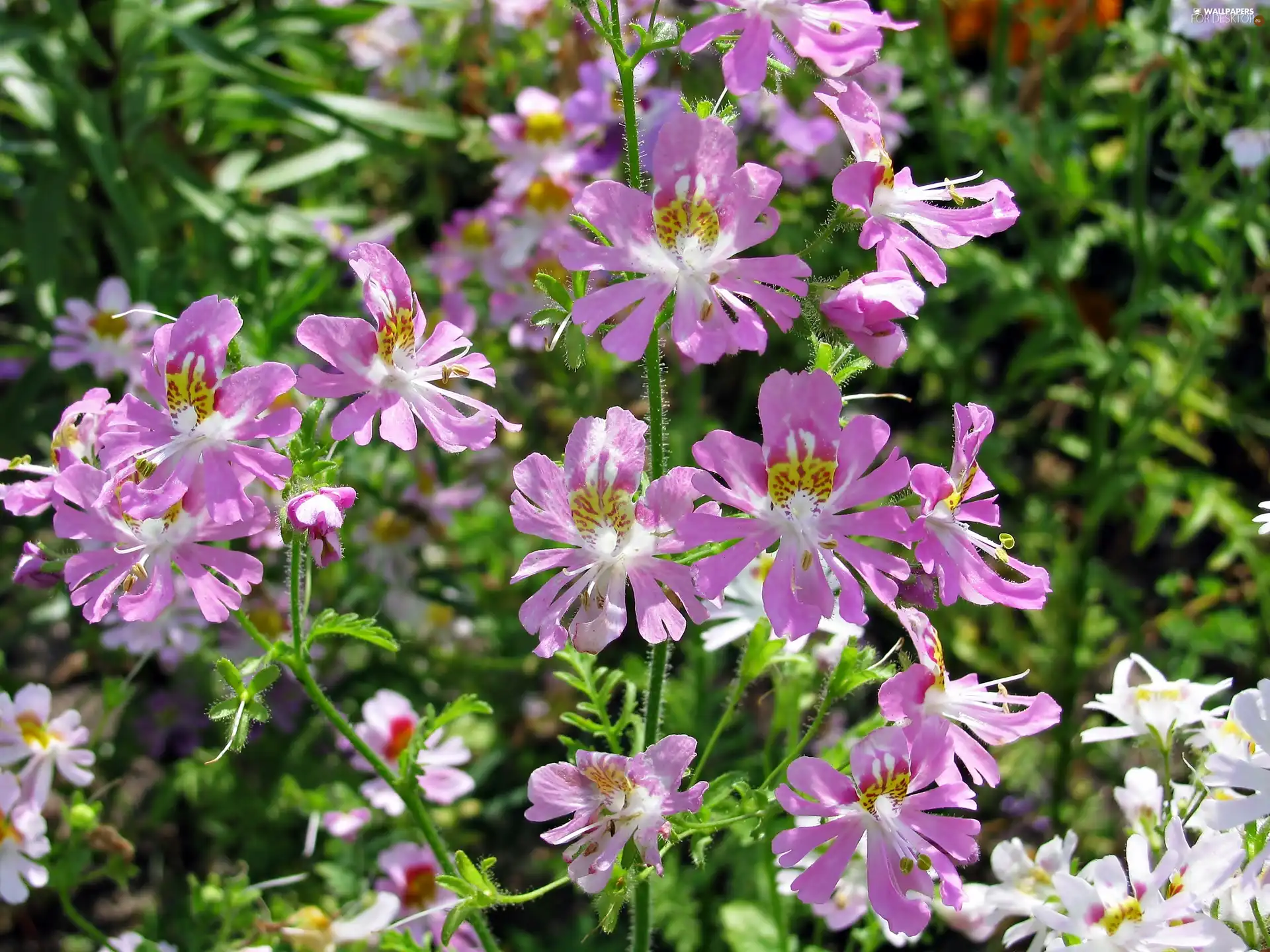 Pink, butterfly, Wisetonensis