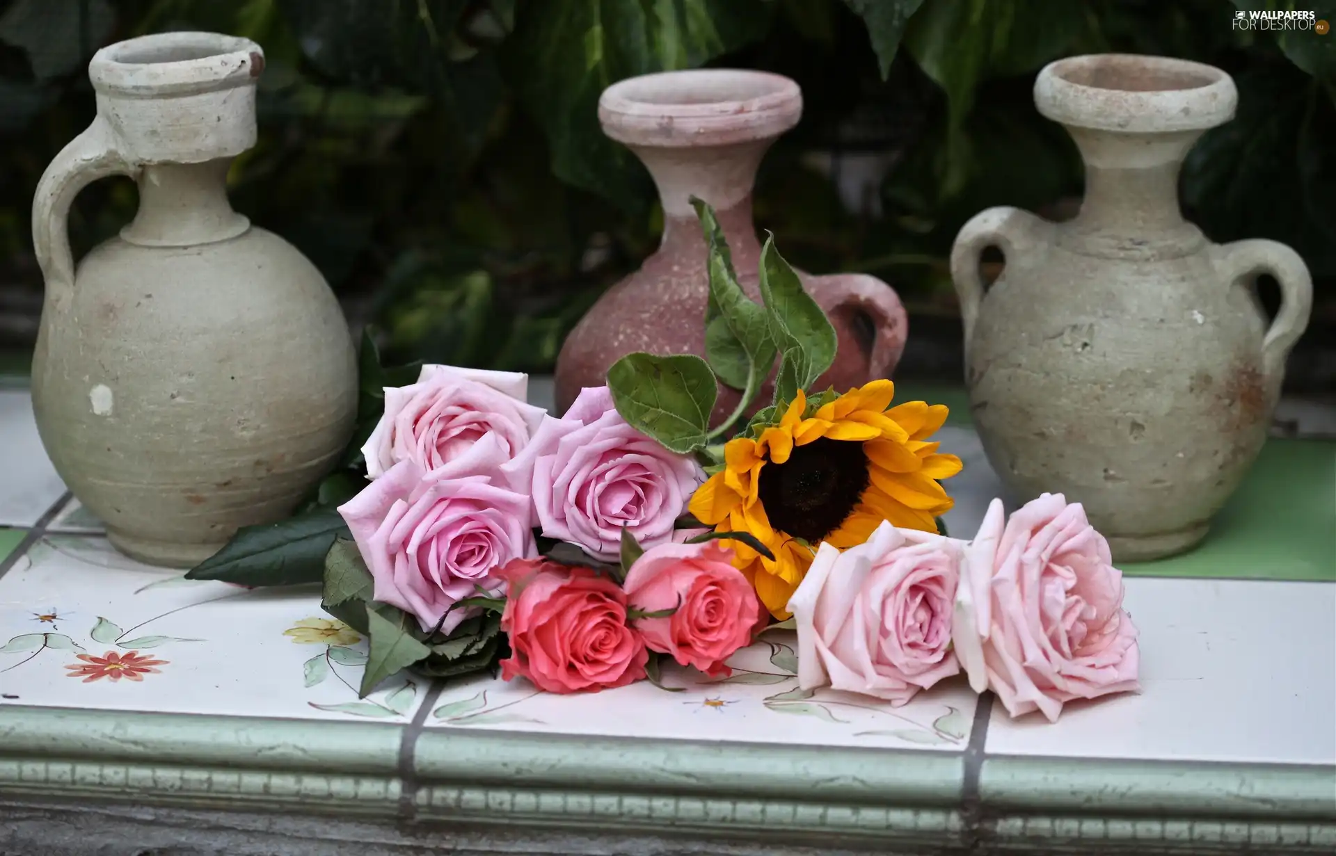 Pitchers, roses, Sunflower