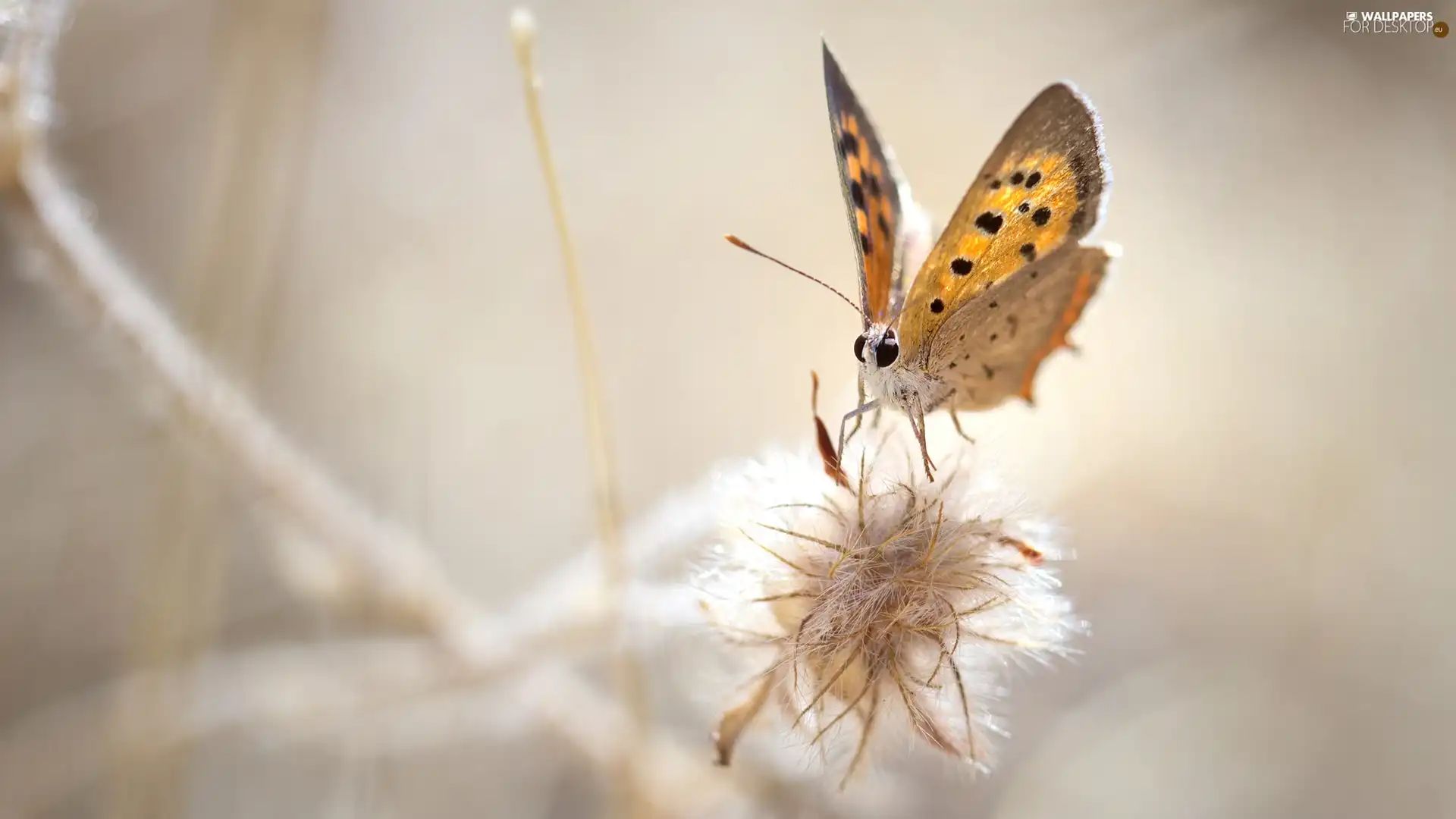 Close, American Copper, plant, butterfly