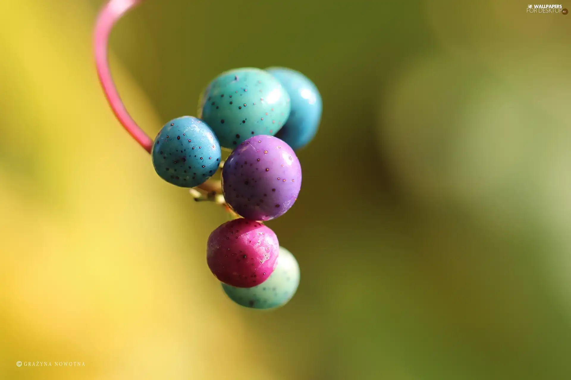 color, The beads, plant, blueberries