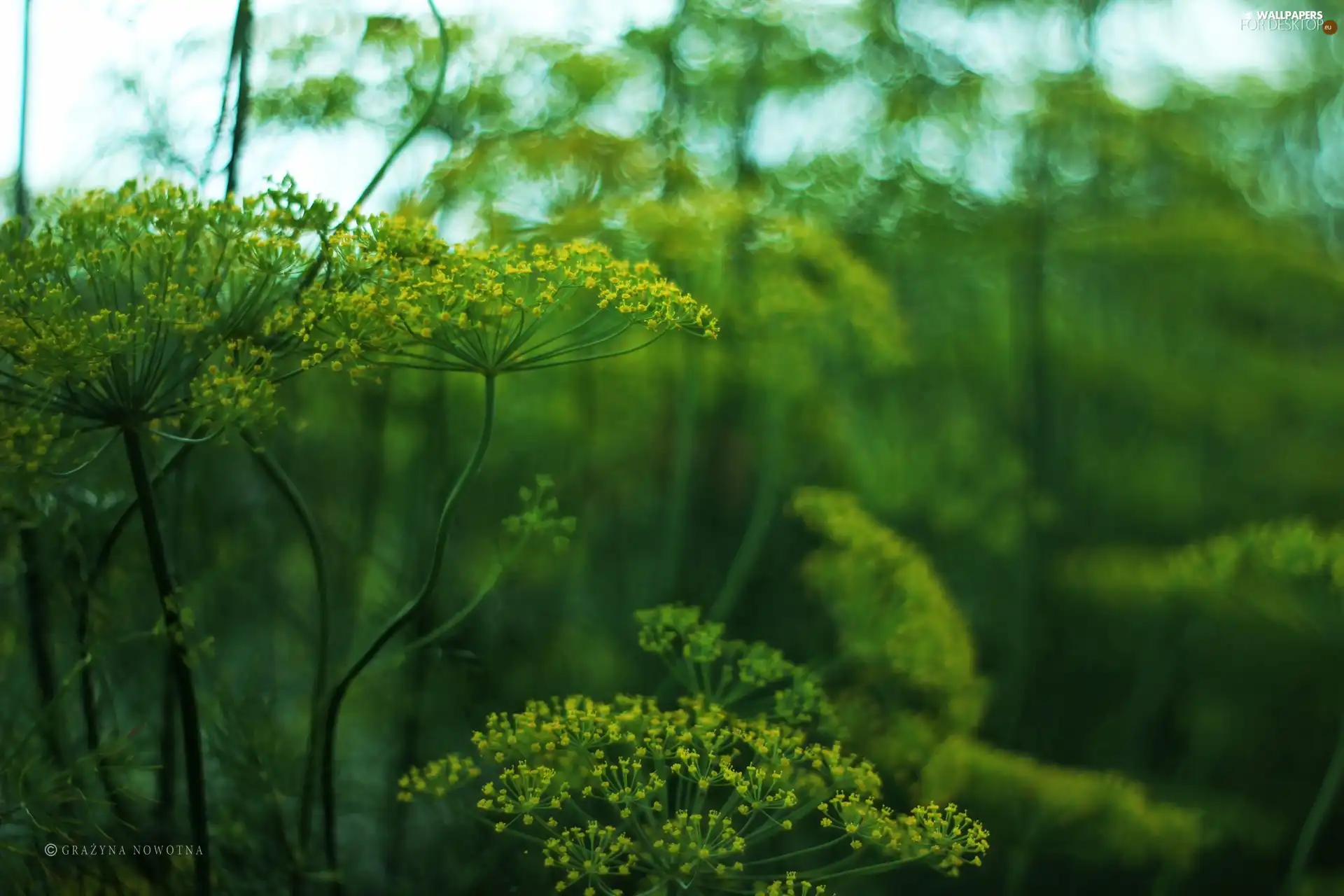 dill, plant