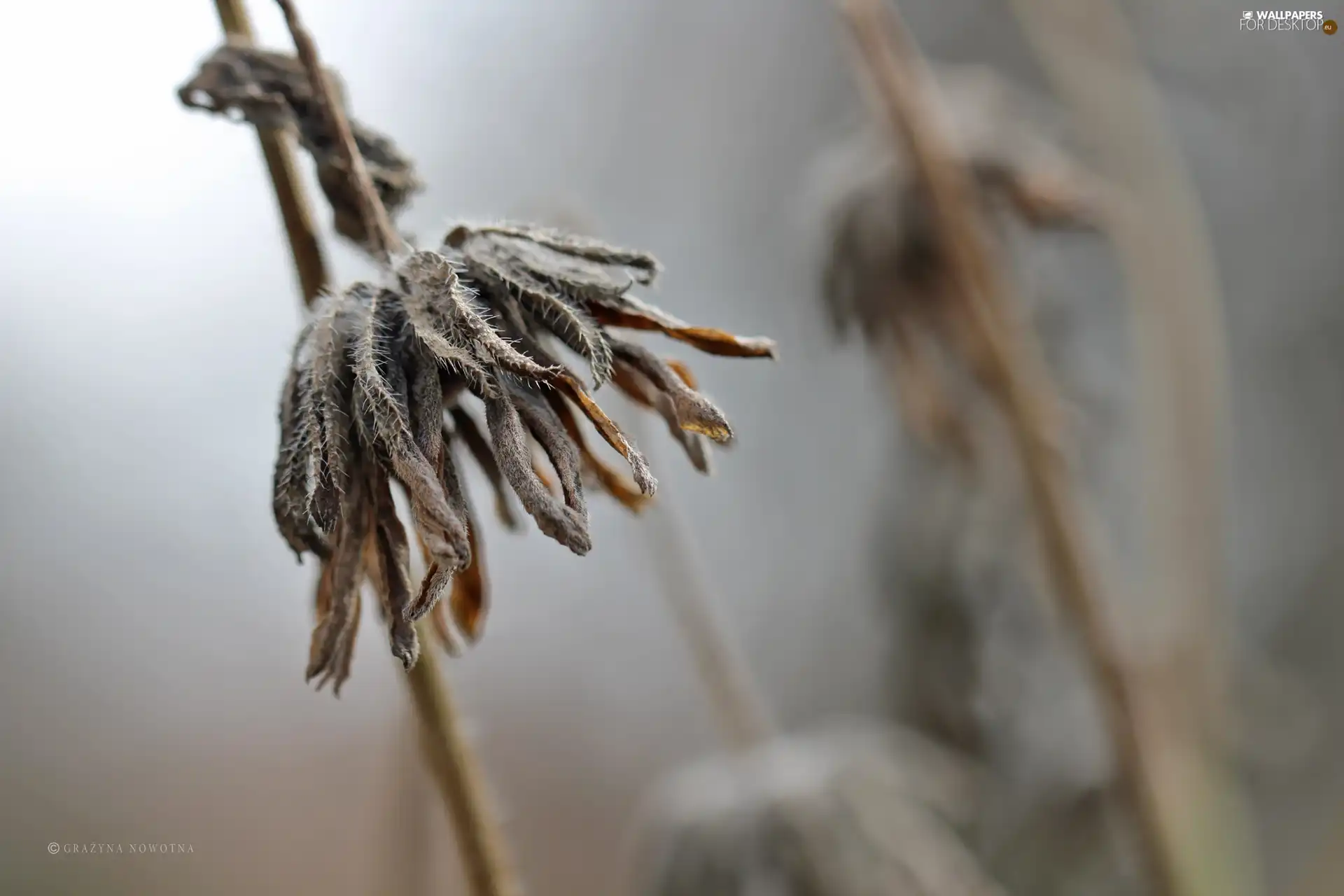 dry, plant