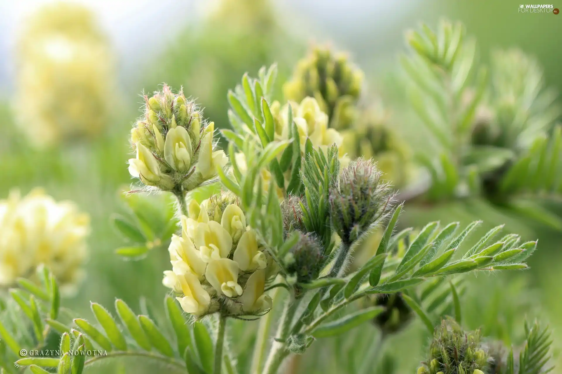 plant, Yellow, Flowers