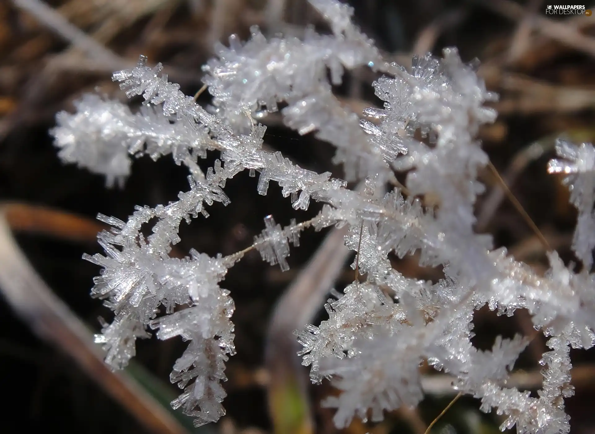 frosted, plant
