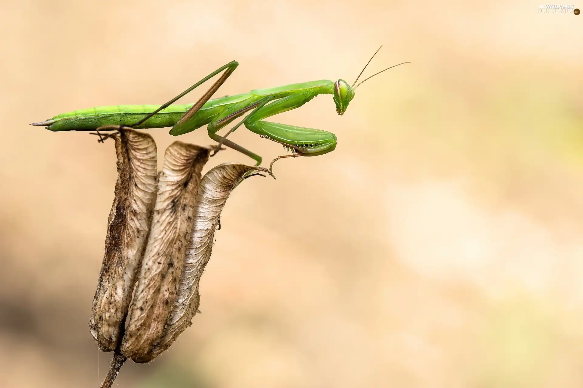 Green, dry, plant, mantis