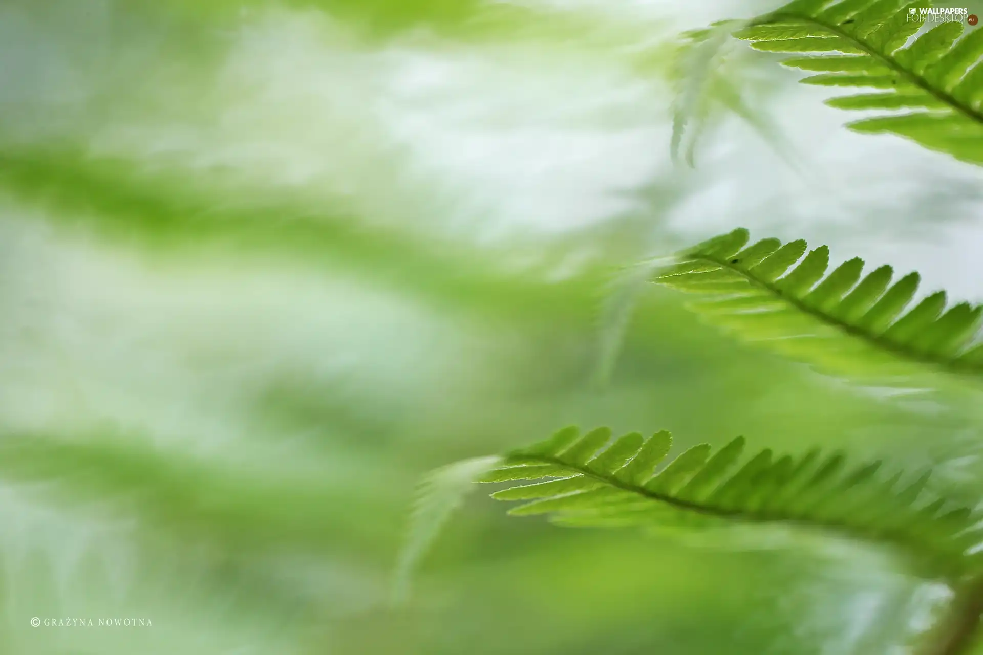 plant, fern, Leaf