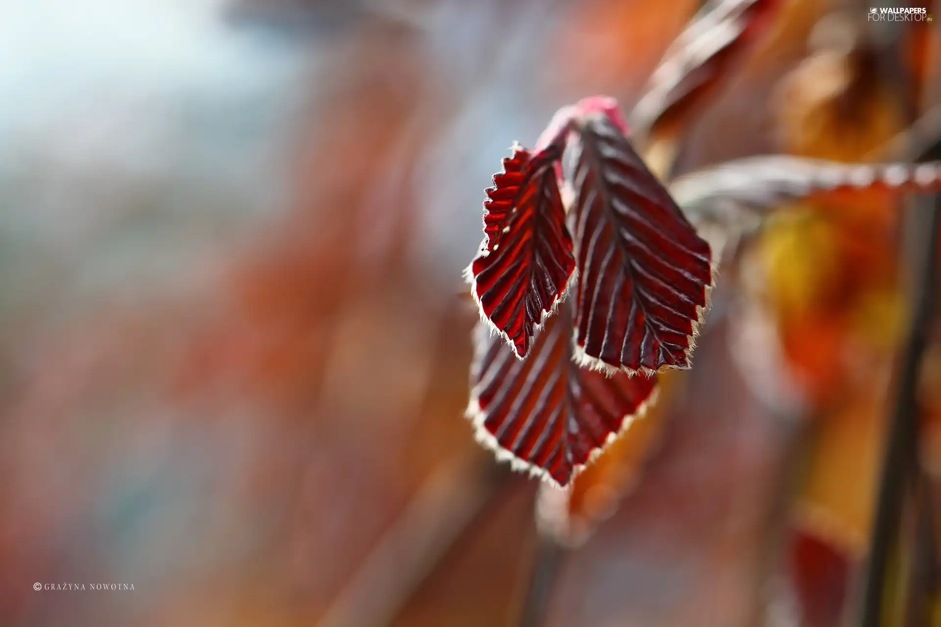 plant, Red, Leaf