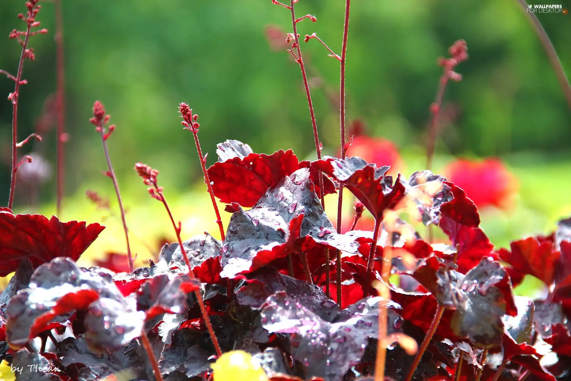 plant, Red, Leaf