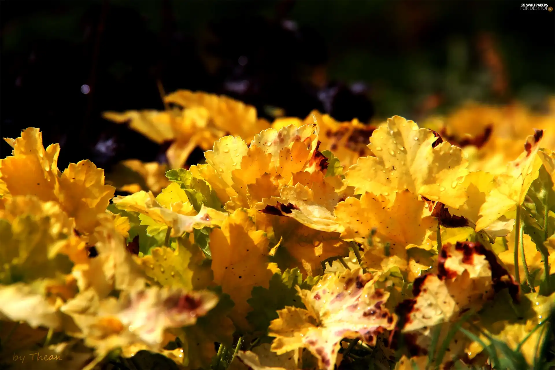 plant, Yellow, Leaf