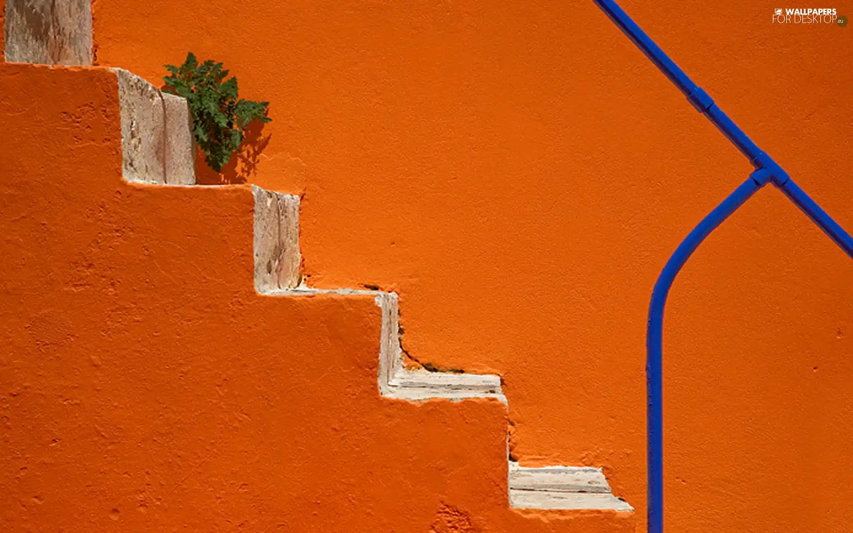 plant, Stairs, orange