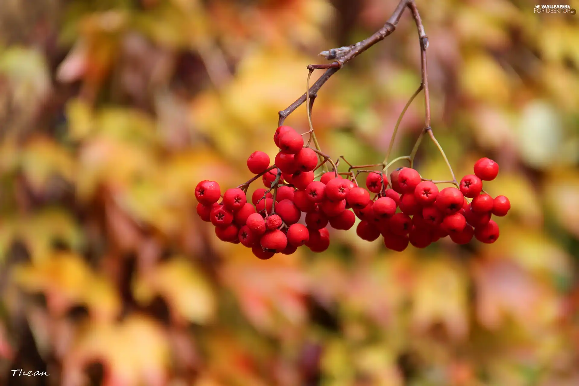 blueberries, red hot, Plant