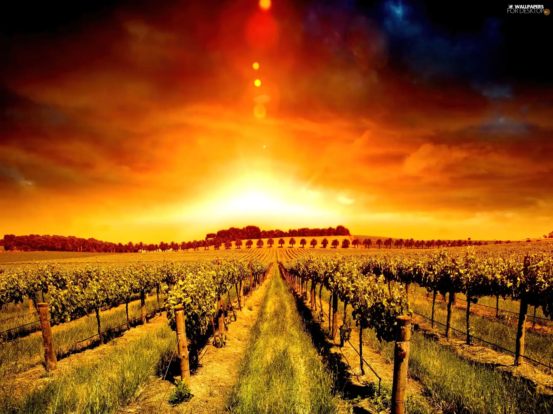 west, vineyard, plantation, sun