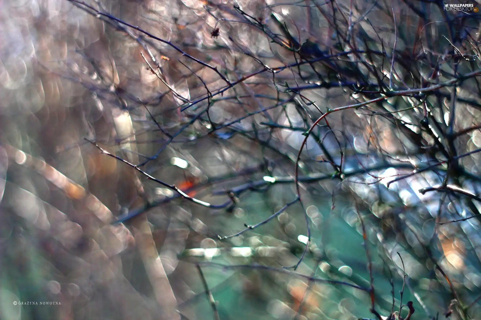 Plants, Twigs, Bokeh