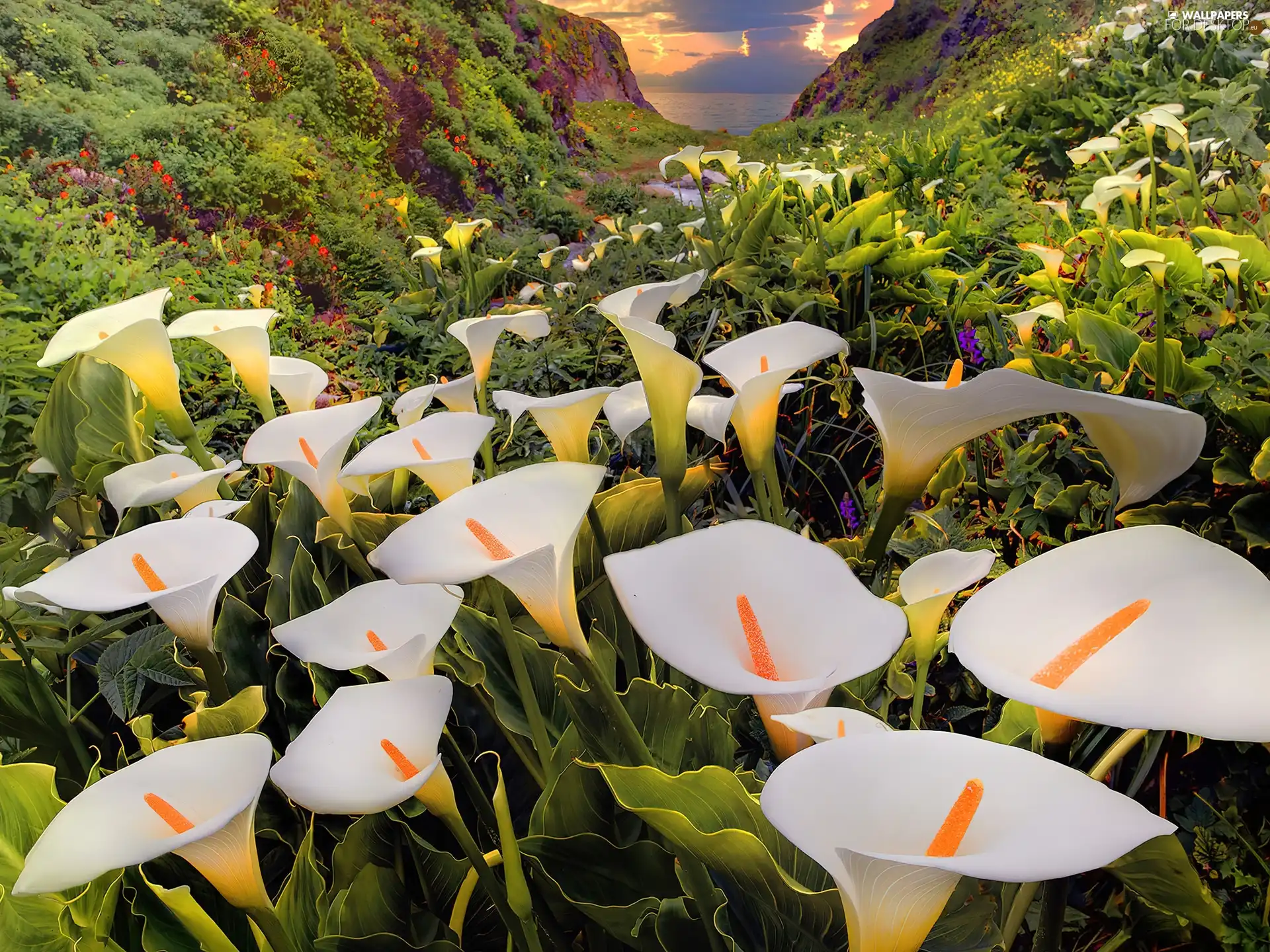 Plants, White, Calla