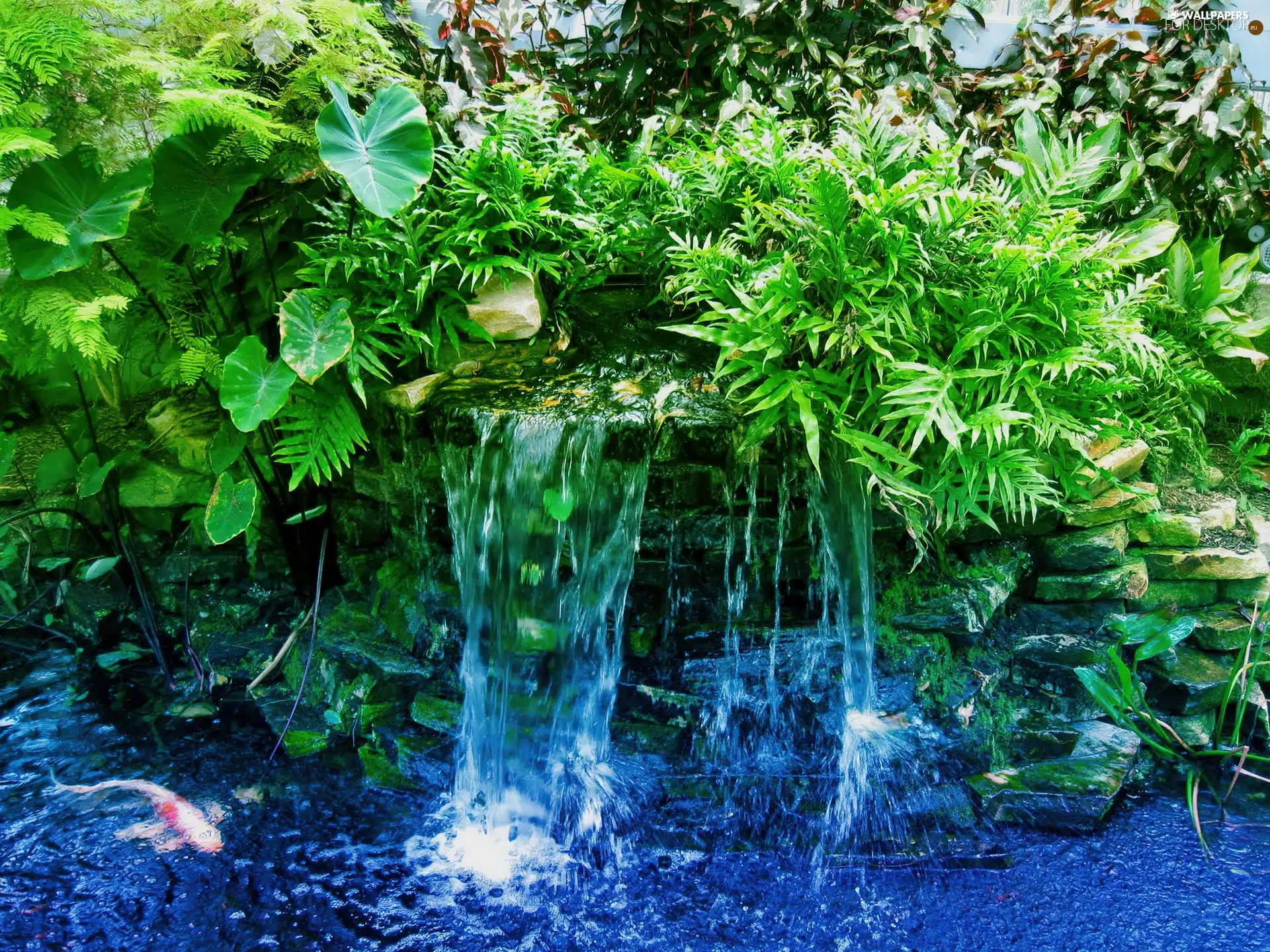 Plants, Garden, cascade