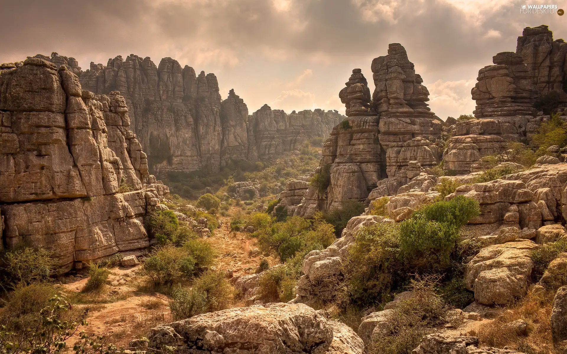 Plants, canyon, clouds