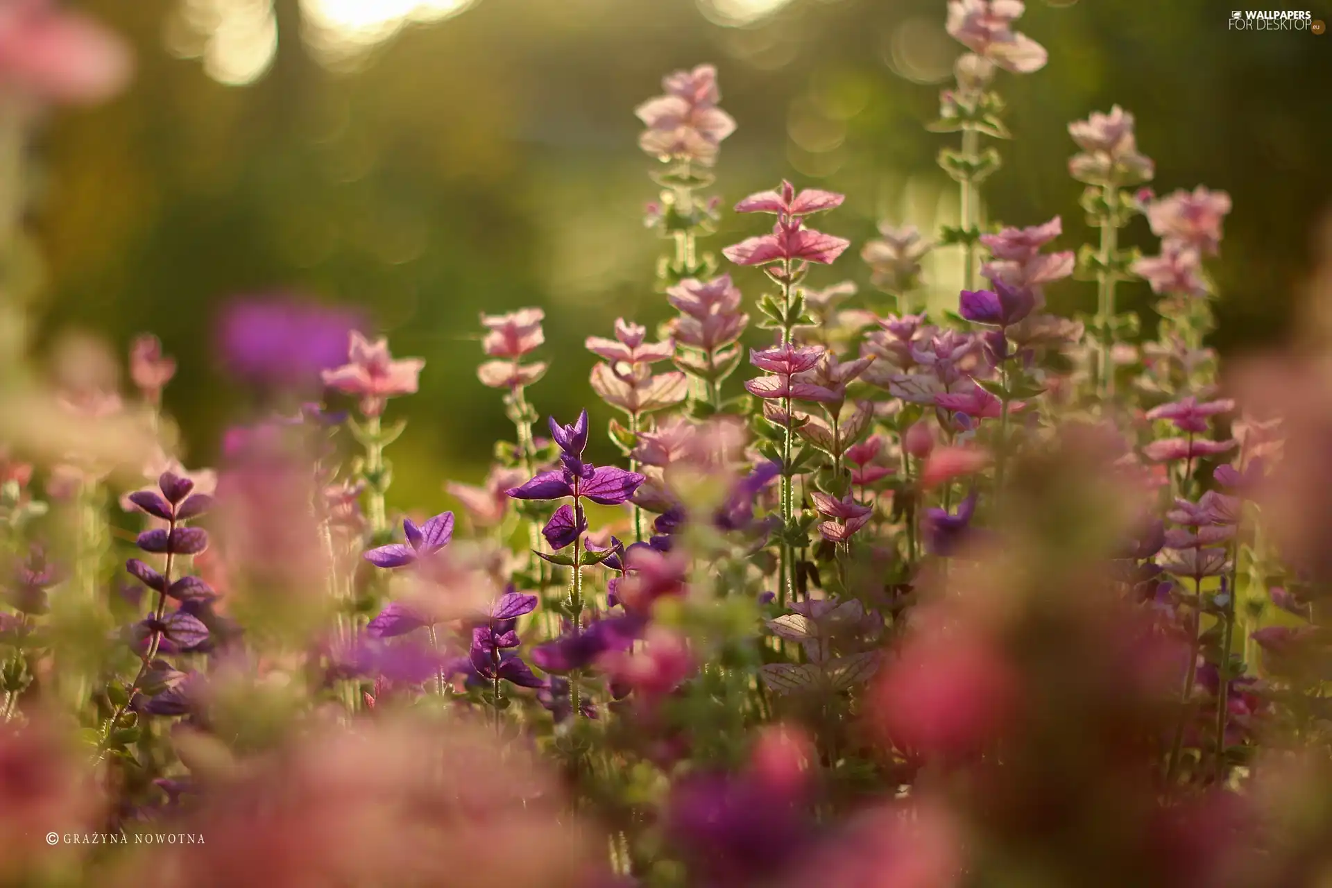 color, purple, Plants, Pink
