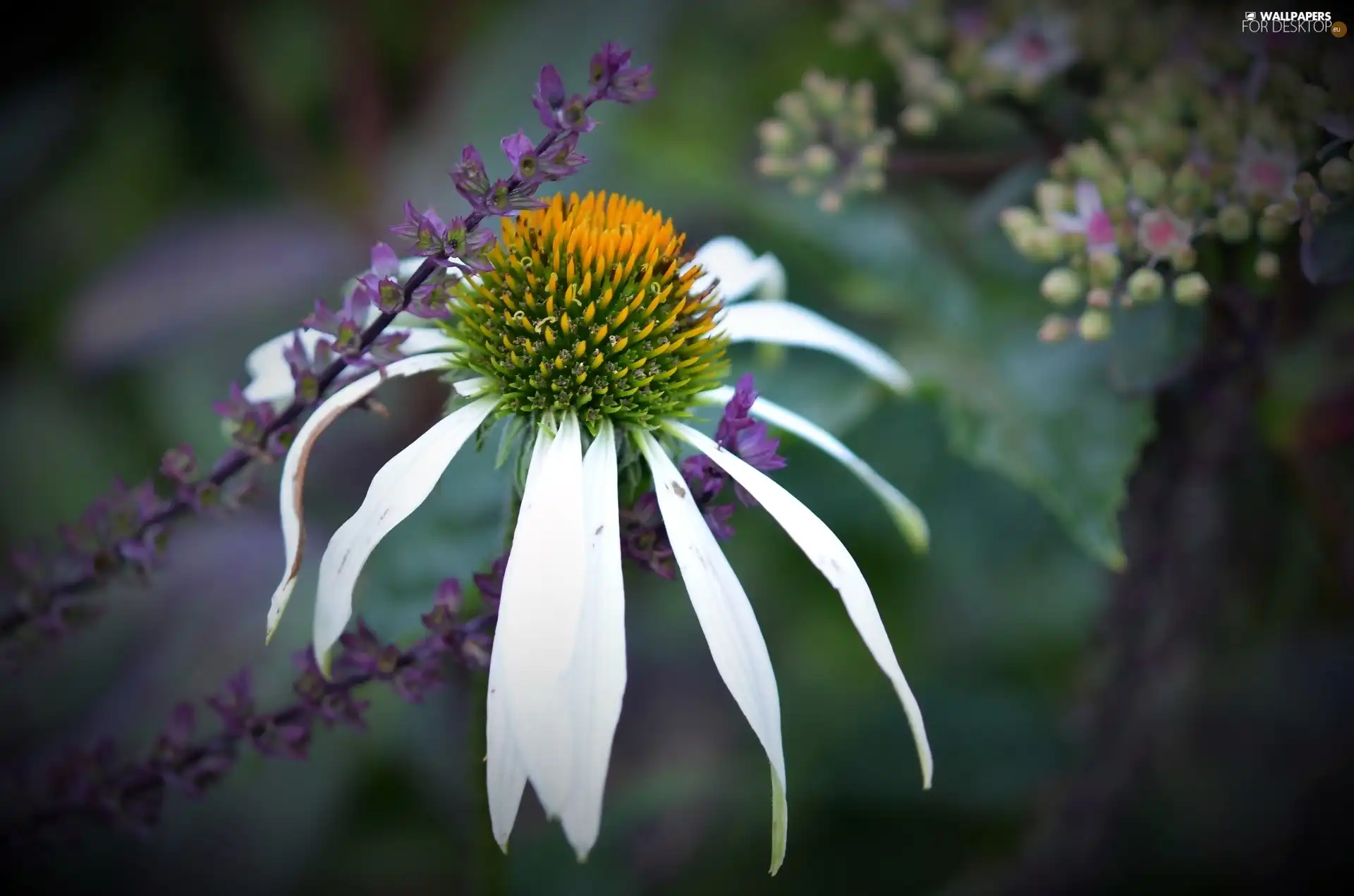 echinacea, purple, plants, Colourfull Flowers
