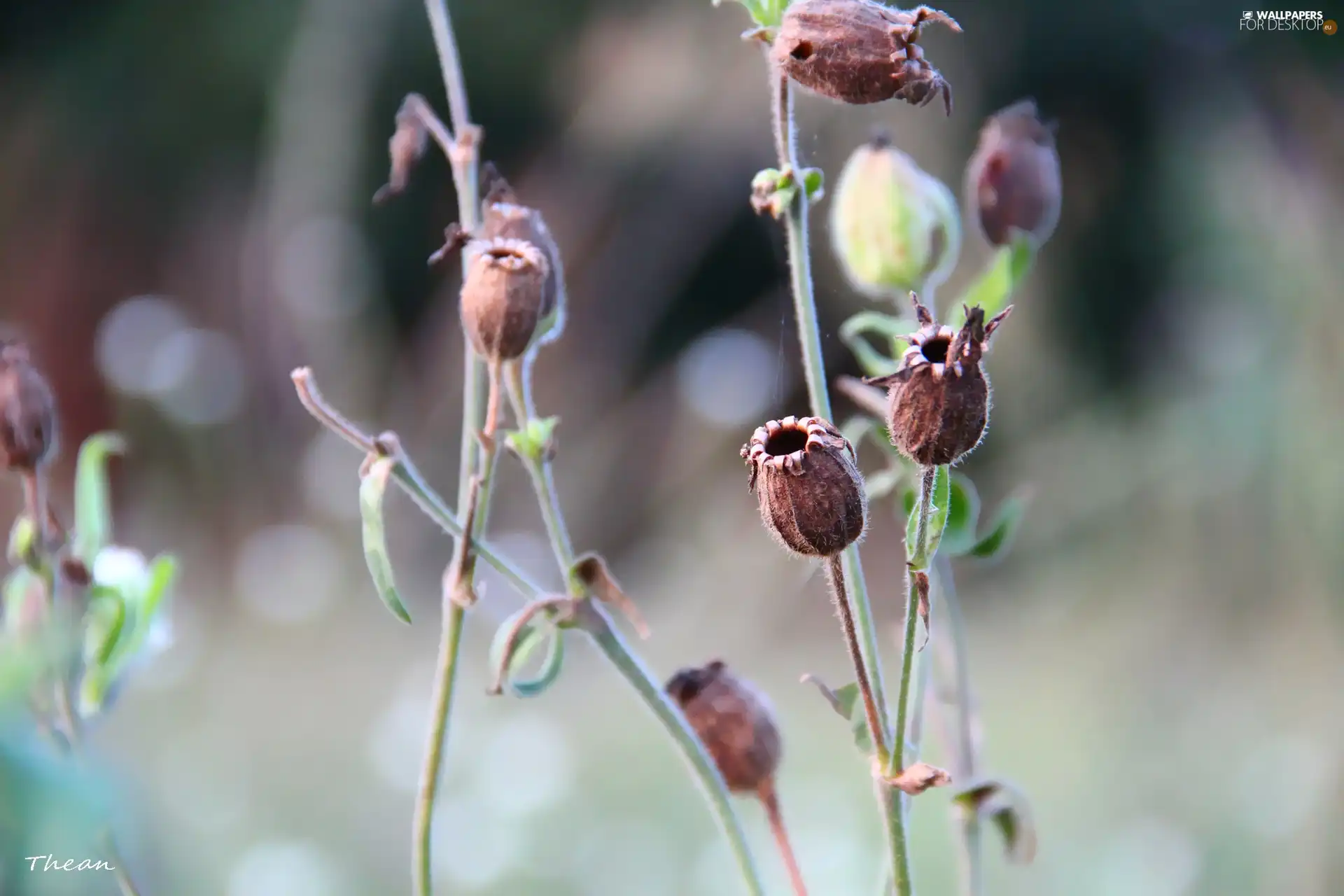 dried, plants