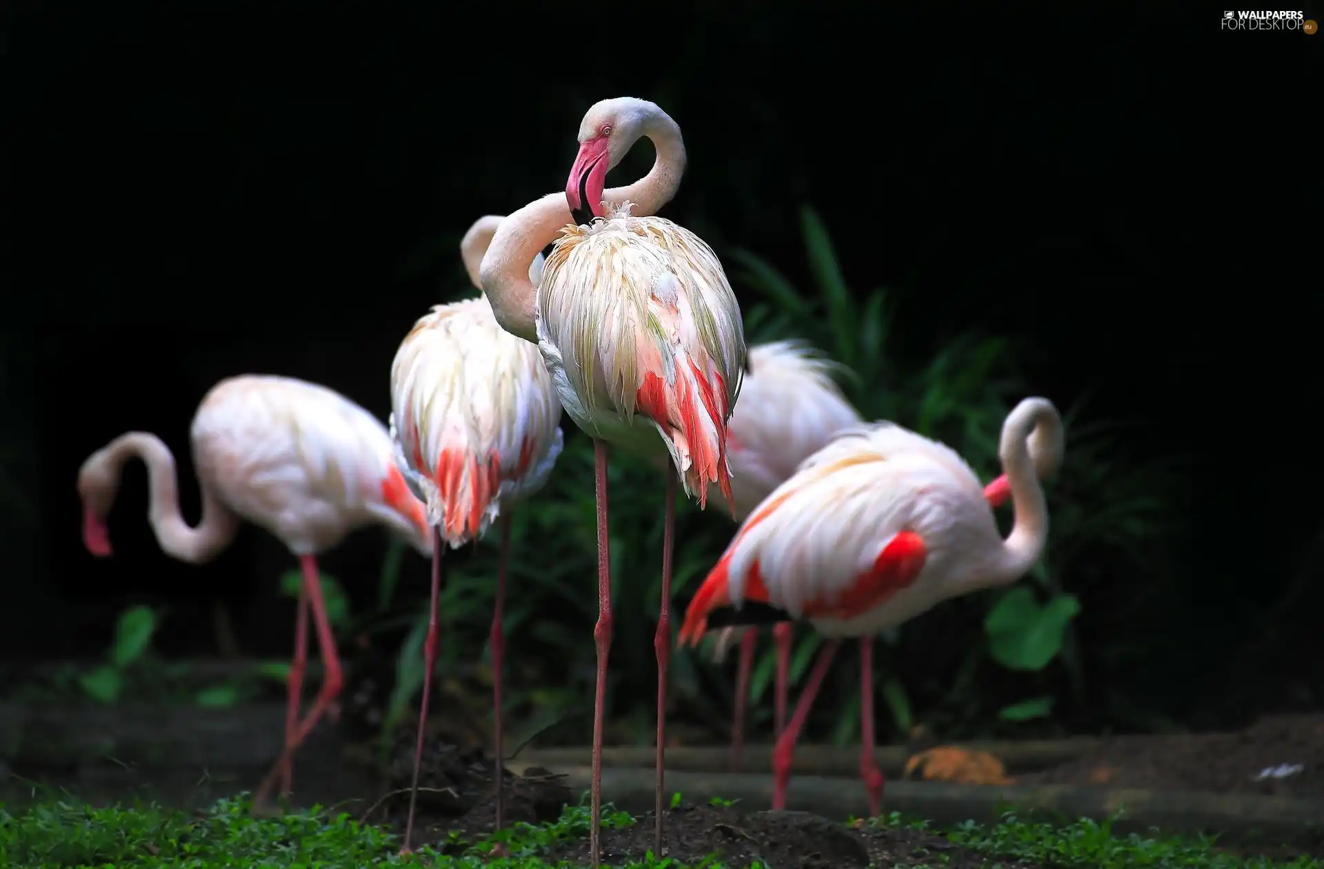 Flamingos, Plants