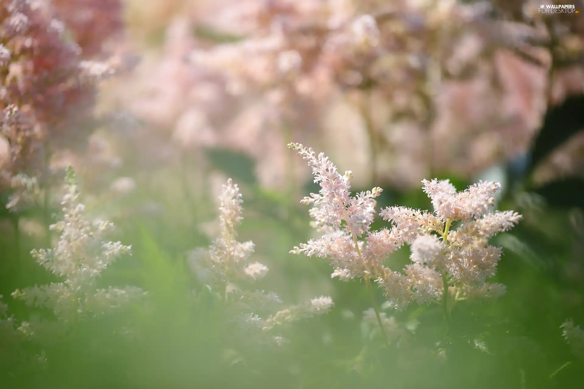 Plants, Pink, Flowers