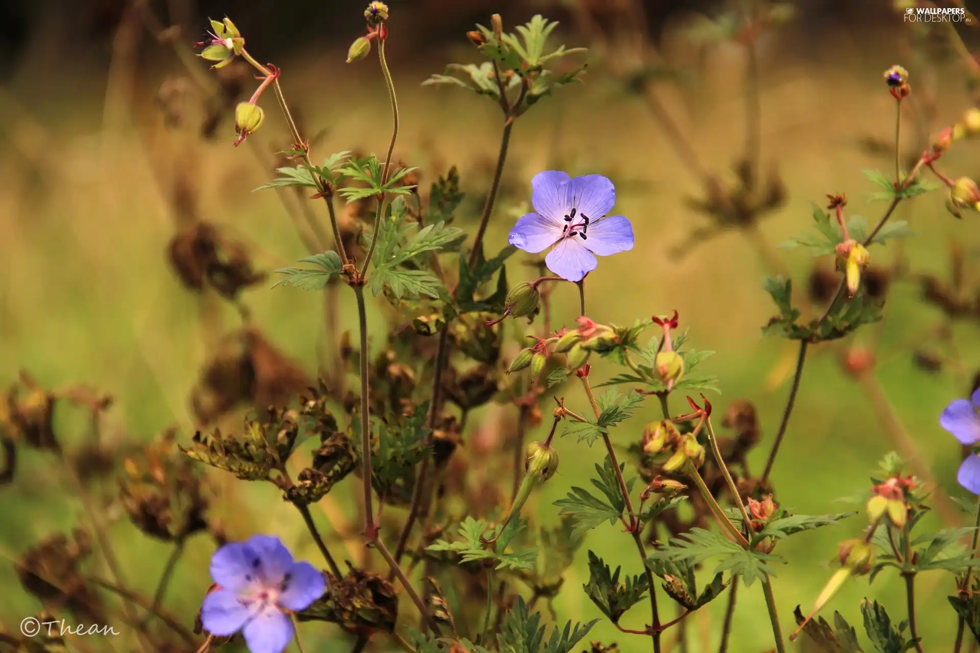 Plants, purple, Flowers