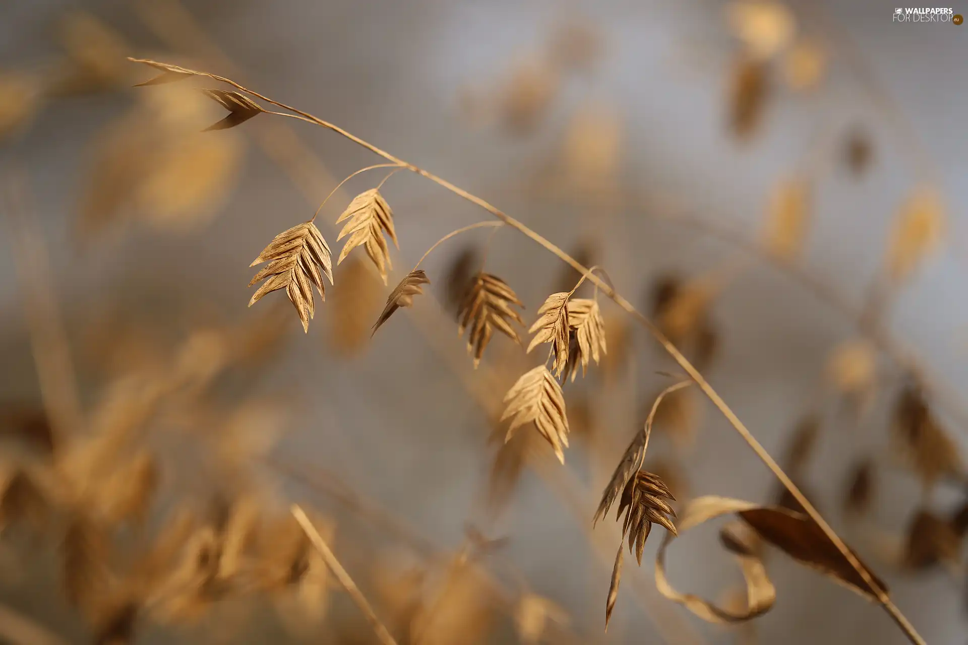 Plants, dry, grass