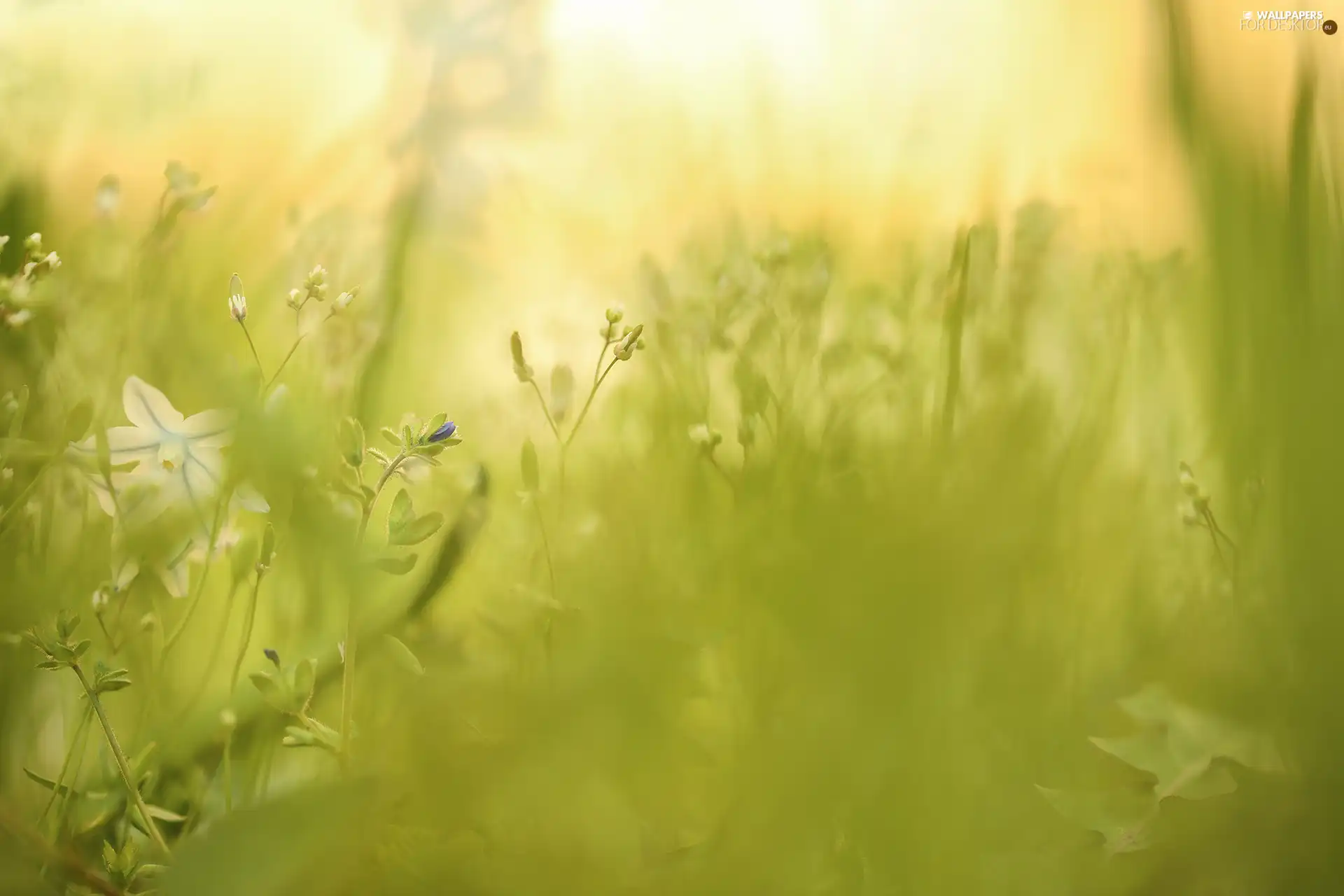 Plants, grass