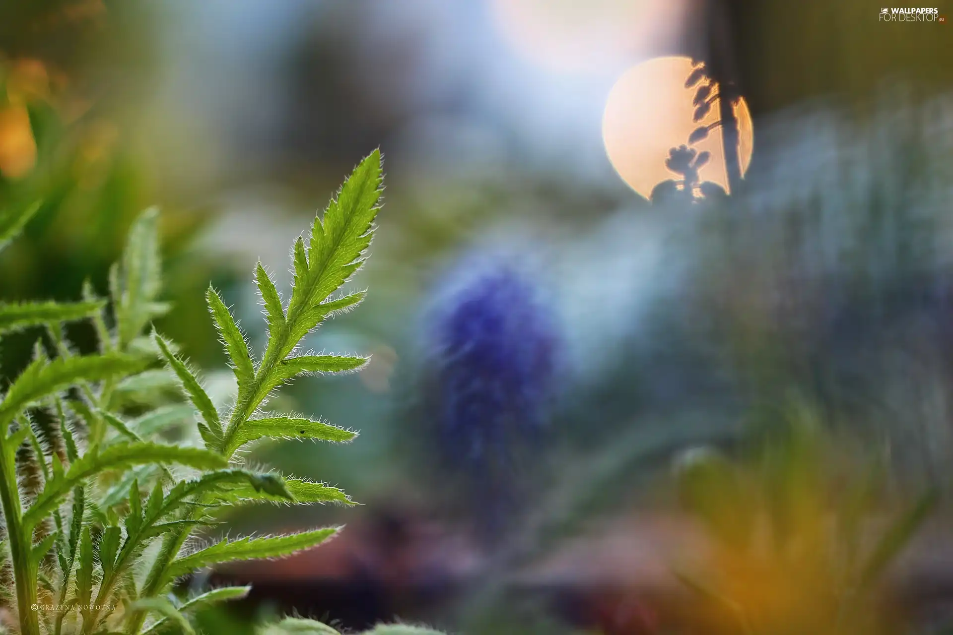 Plants, leaf, Green