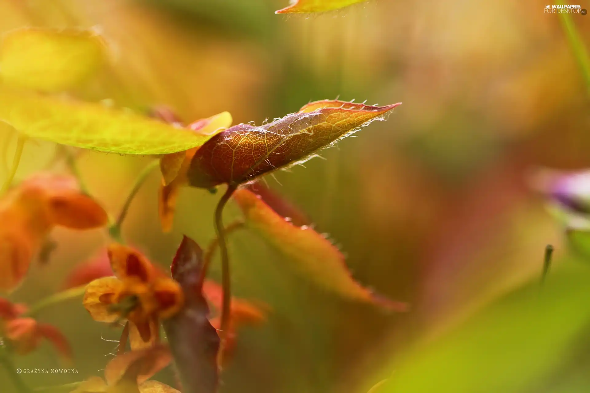 Plants, color, leaf