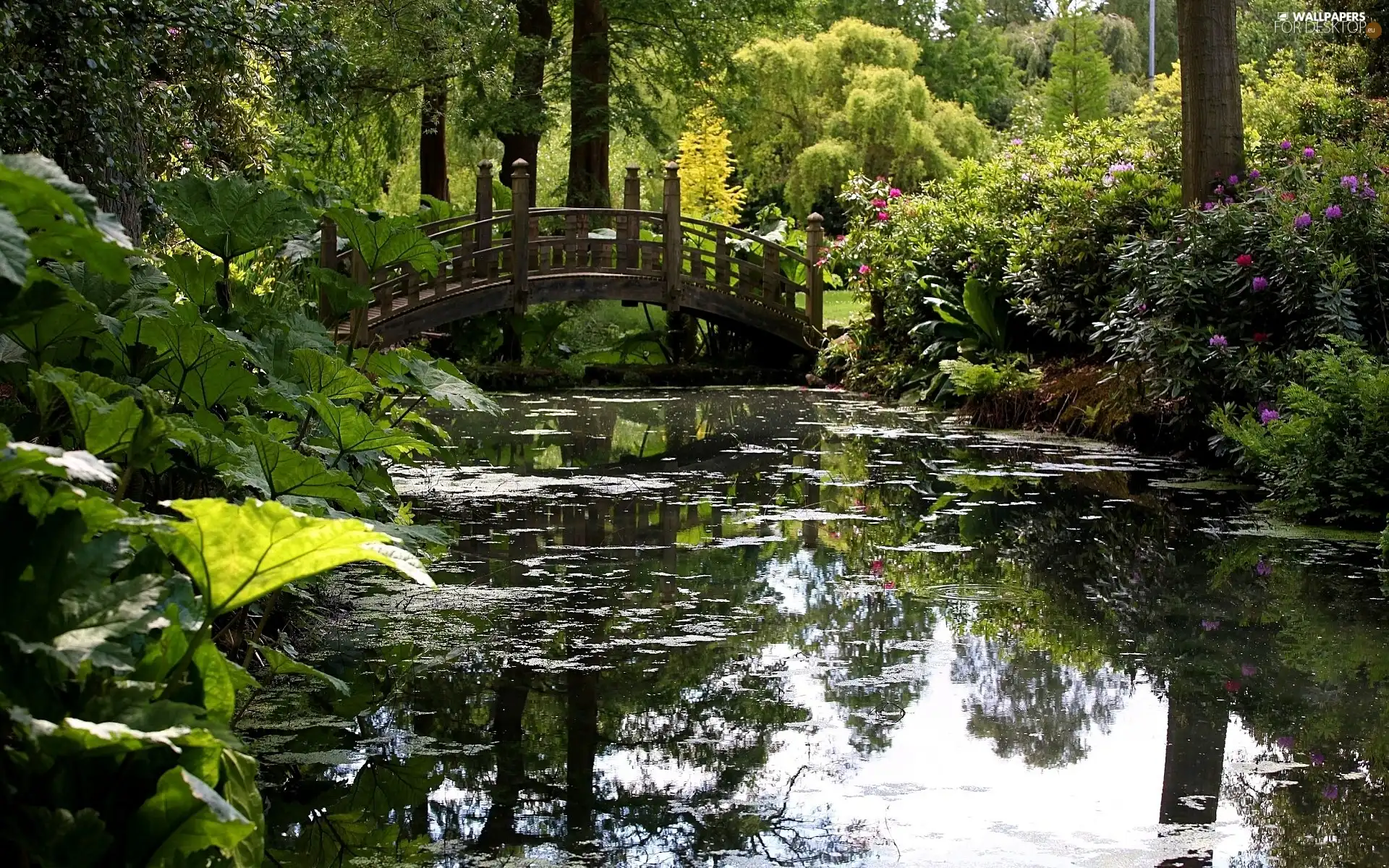 Park, bridges, Plants, Pond - car