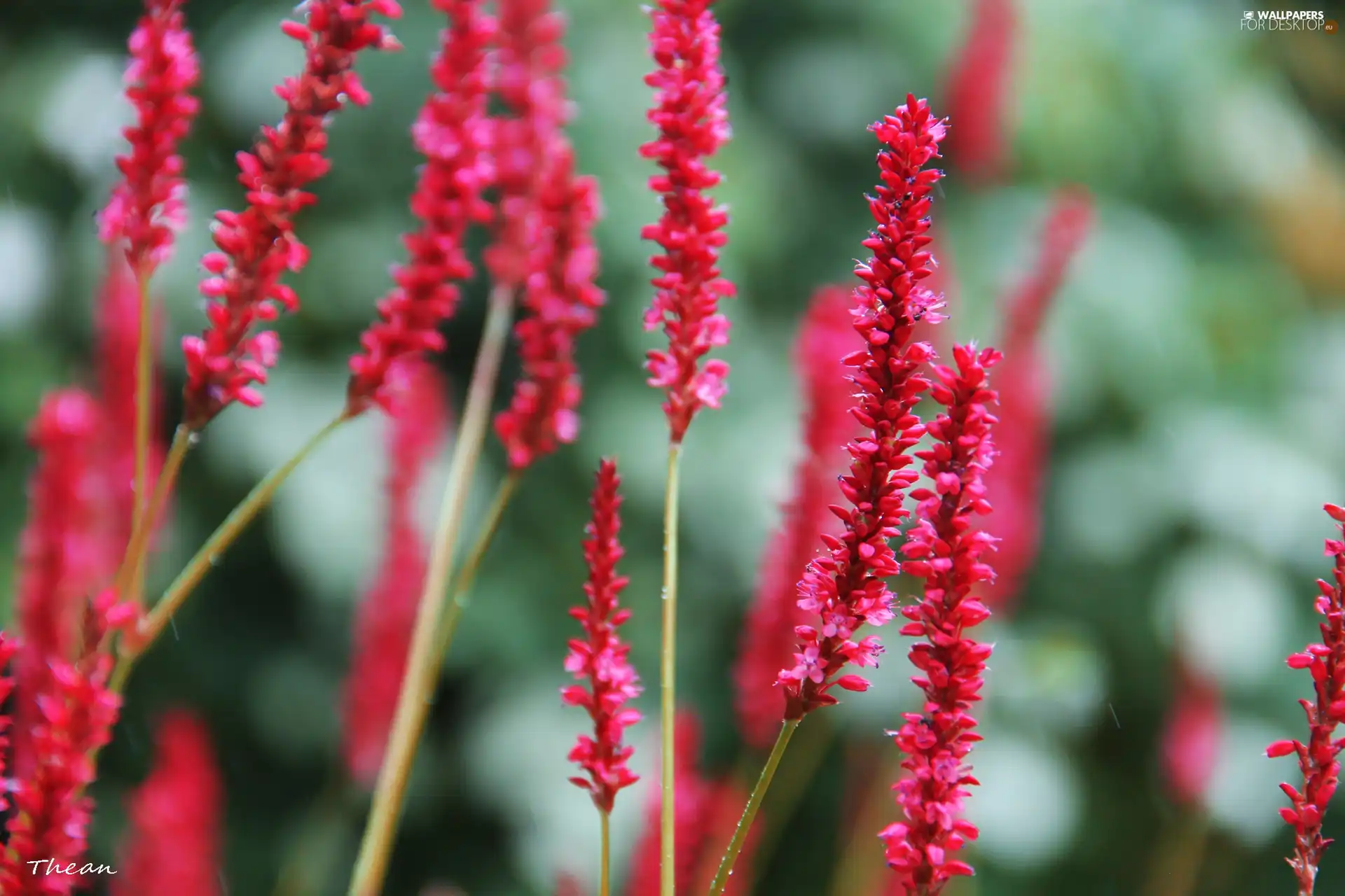 Red, plants