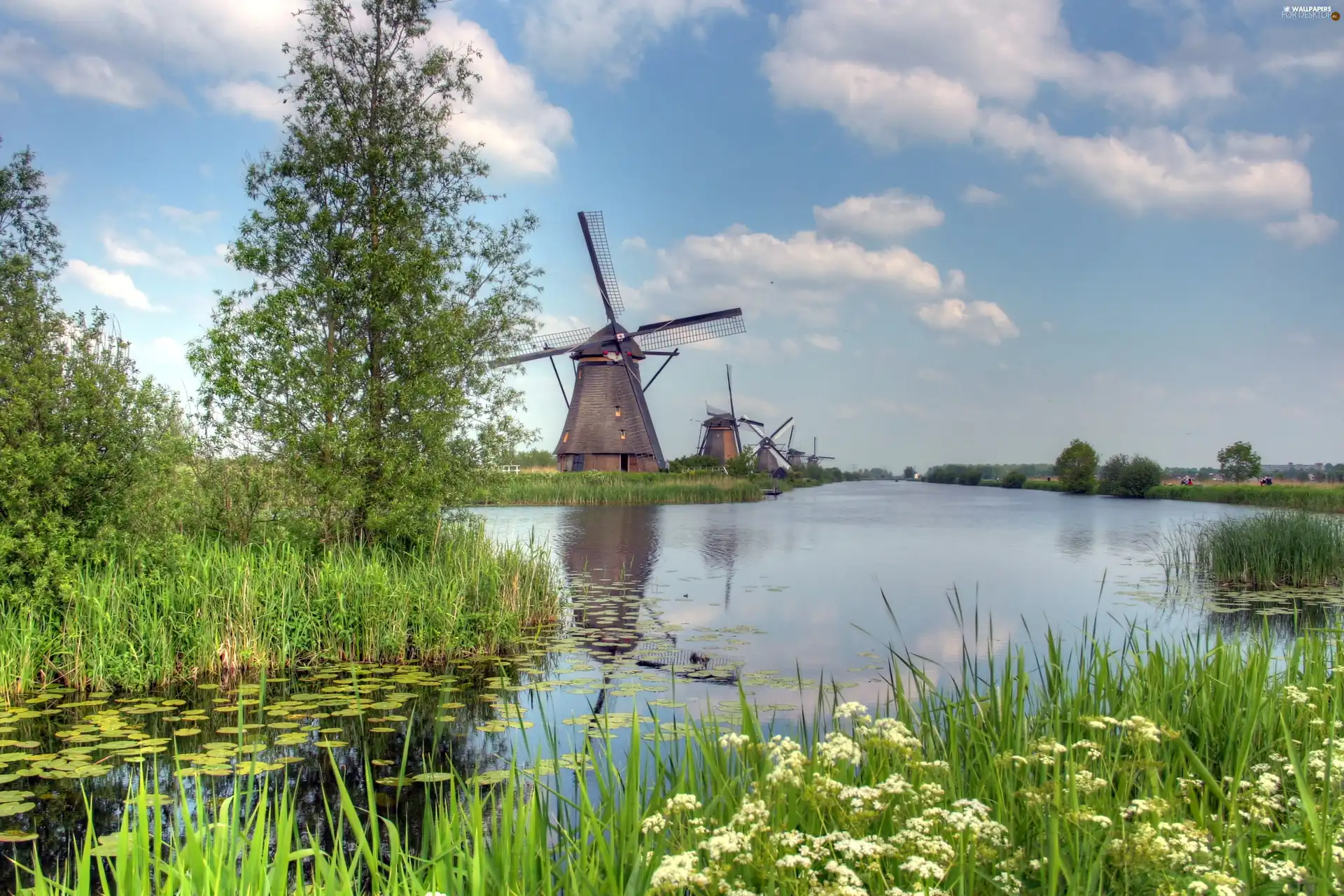 Plants, Windmills, River