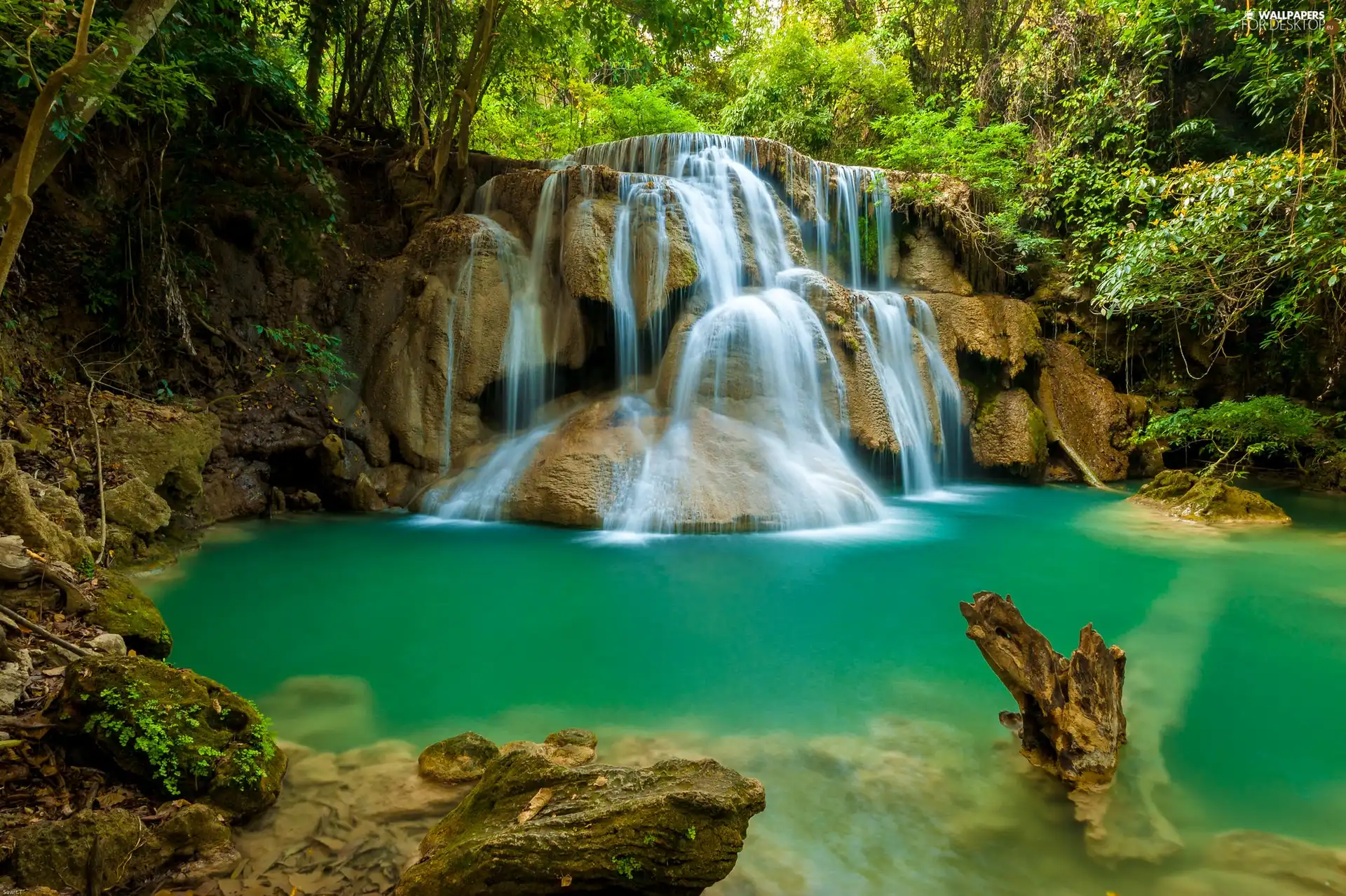 Plants, waterfall, rocks