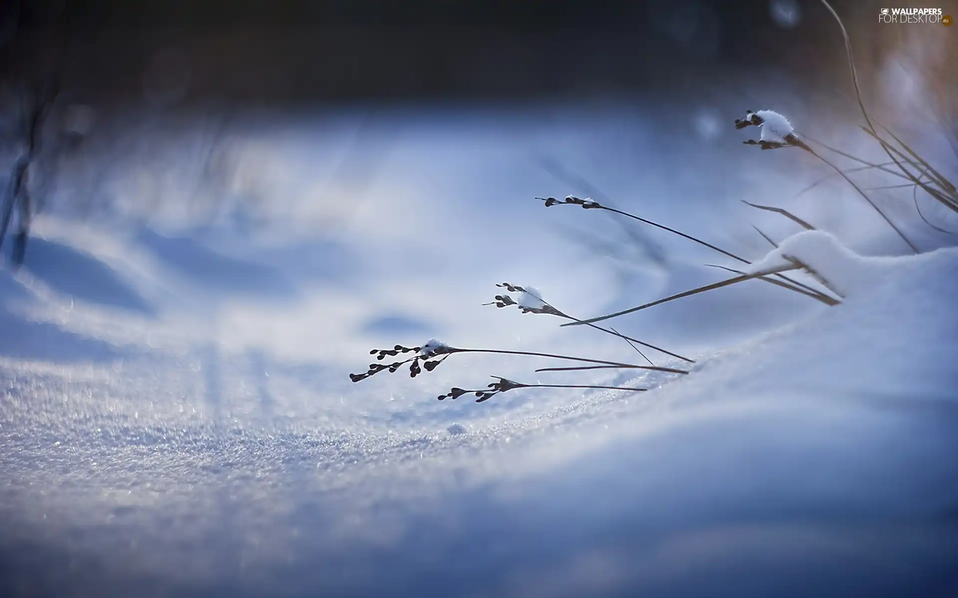 plants, winter, snow