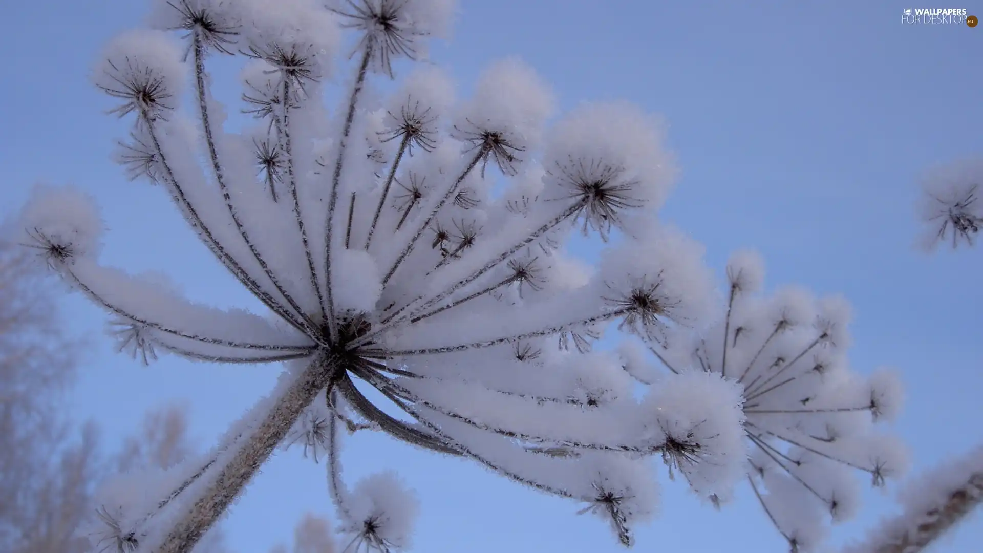 Snowy, Plants