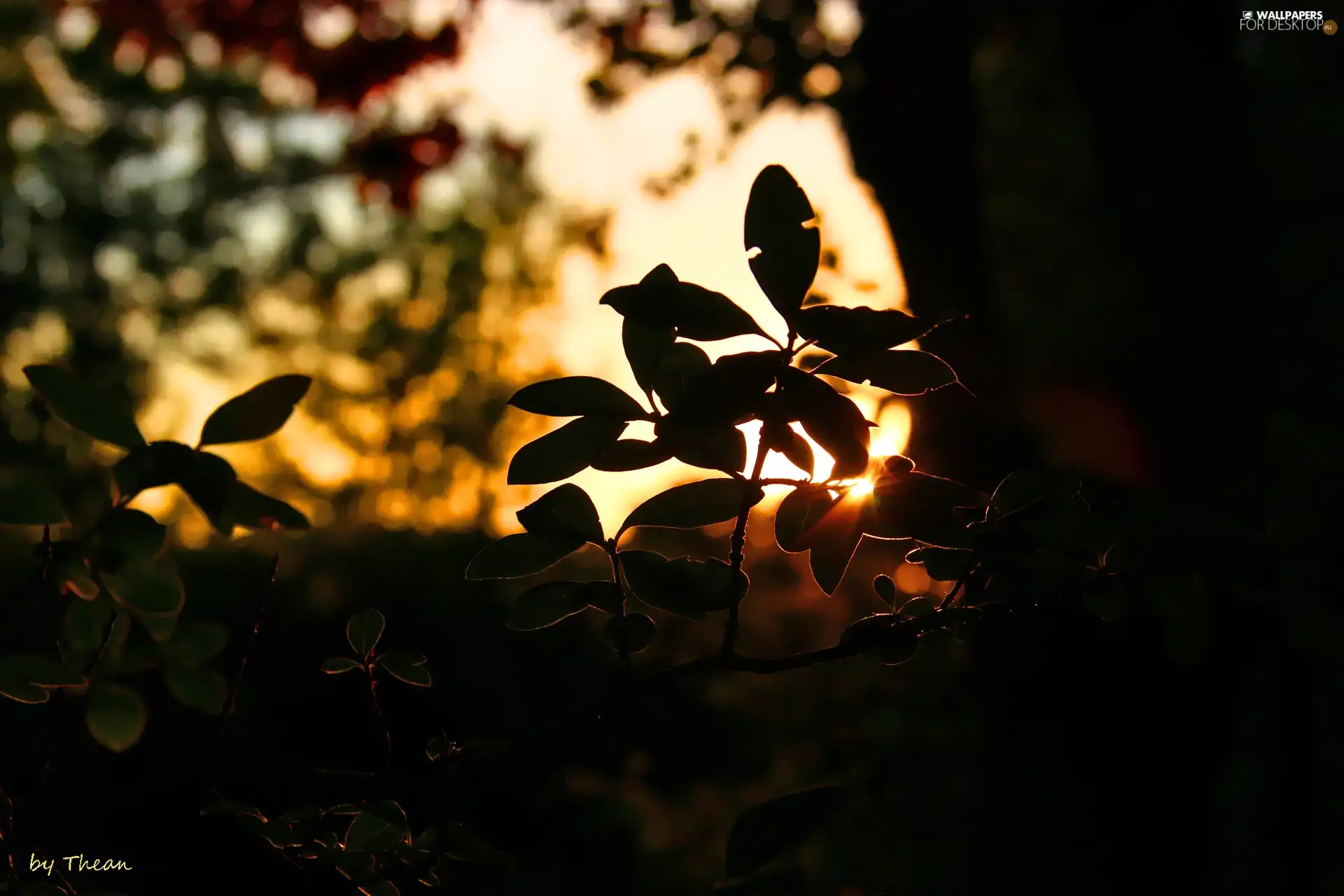 Plants, west, sun