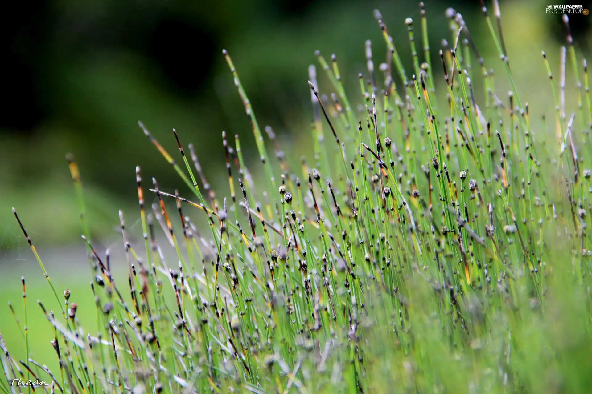 thin, plants