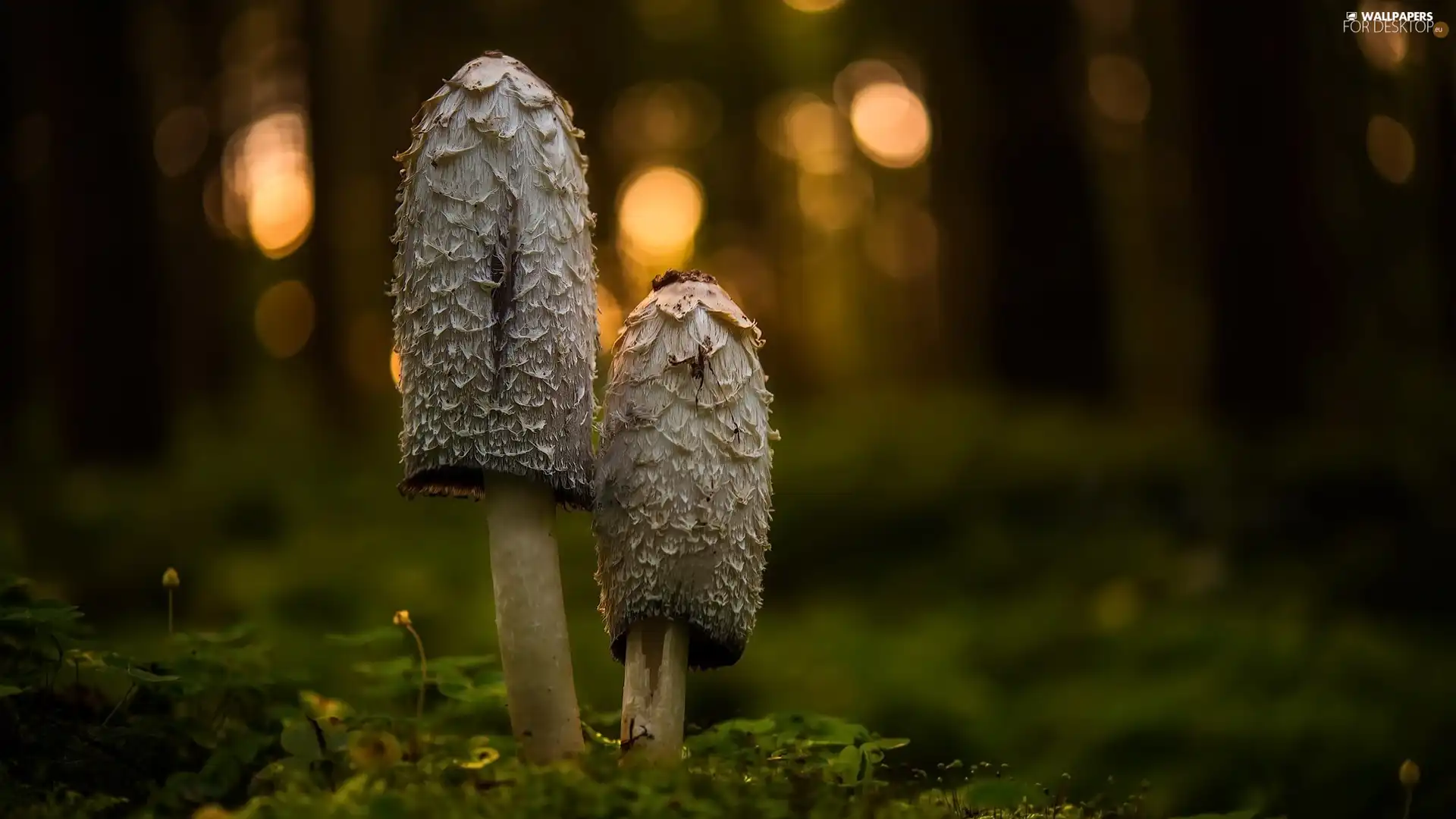 Plants, mushrooms, toadstools