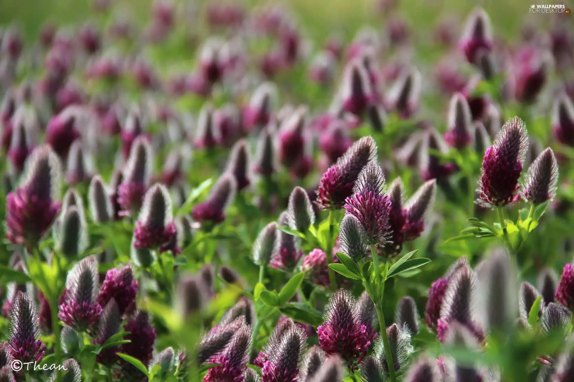 trefoil, Plants