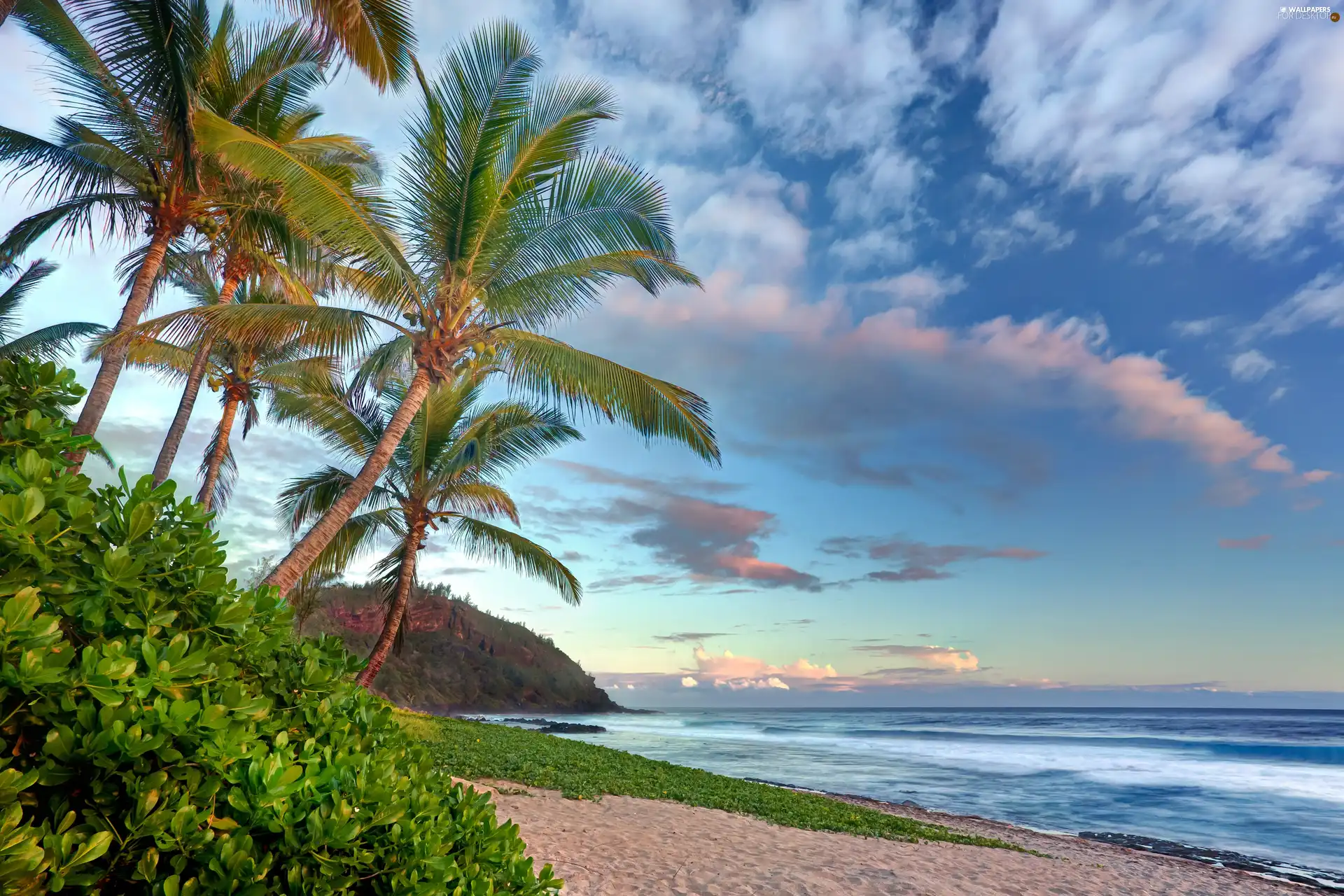 Plants, tropic, Beaches, Palms, Ocean