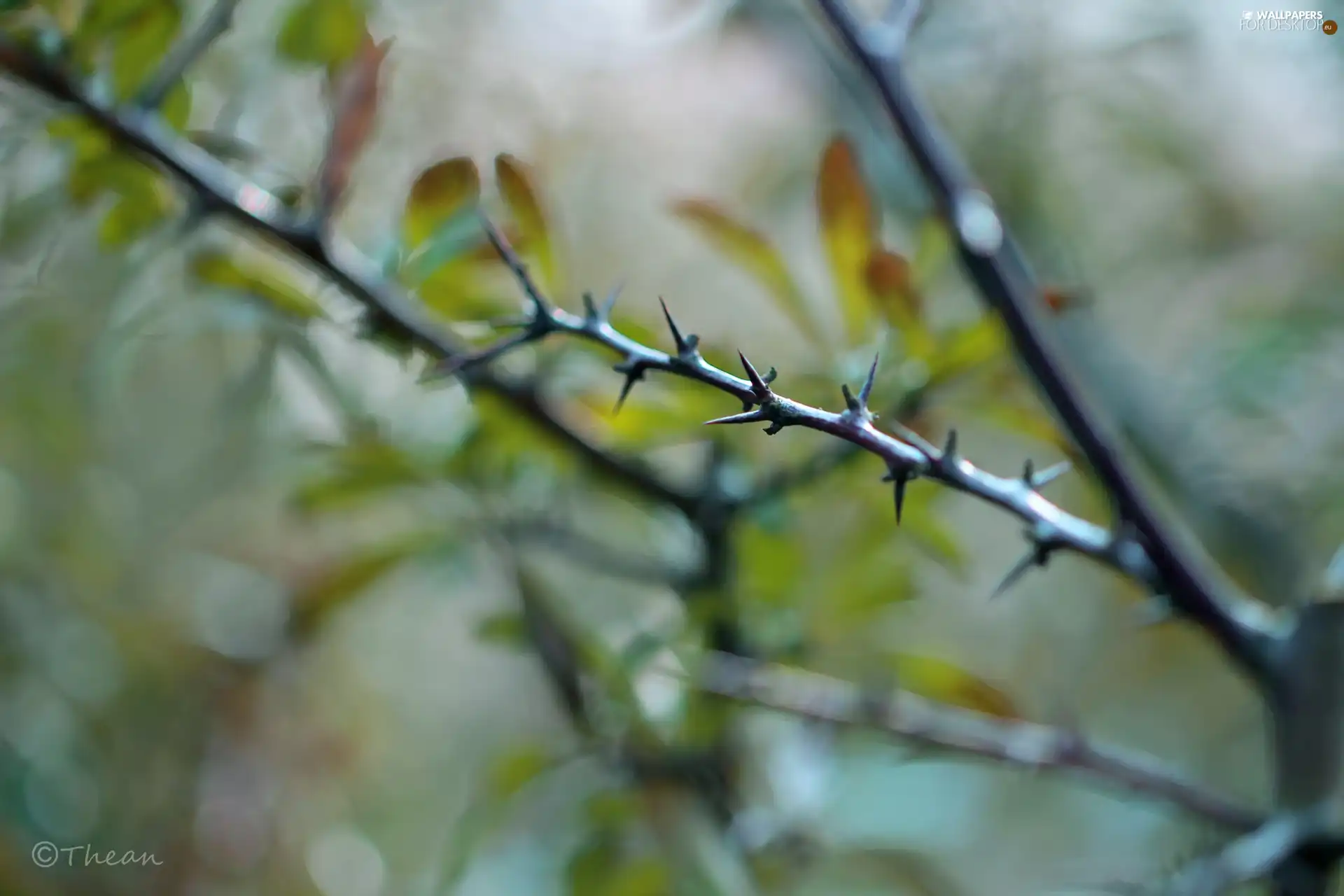 Plants, spiky, Twigs