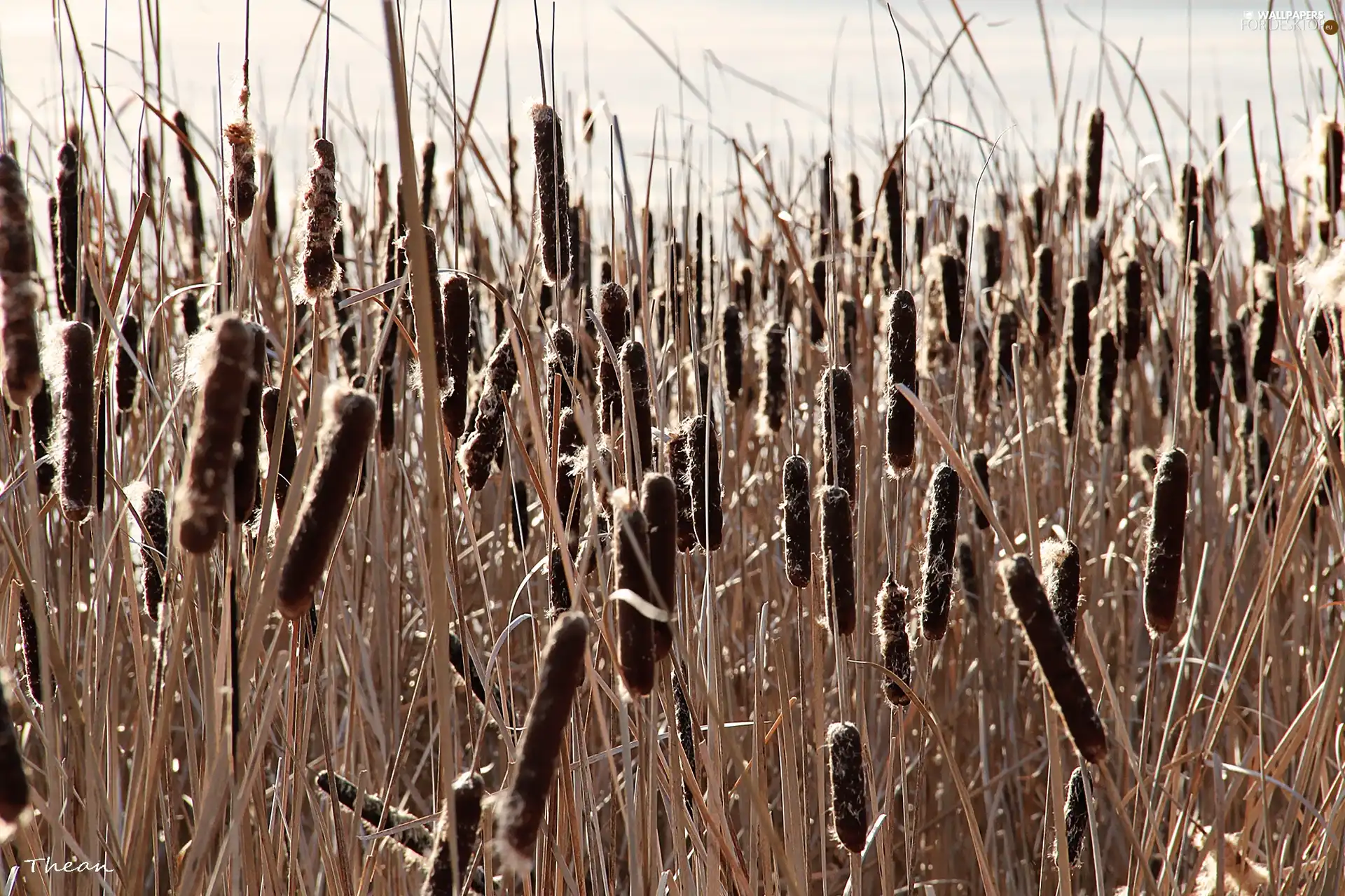 Plants, Mallets, water