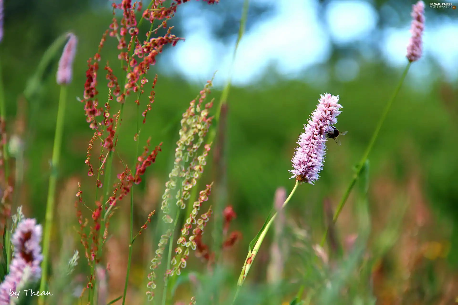 Plants