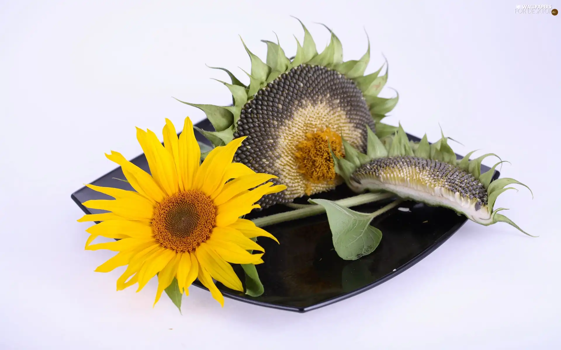 Sunflower, mature, plate, Colourfull Flowers