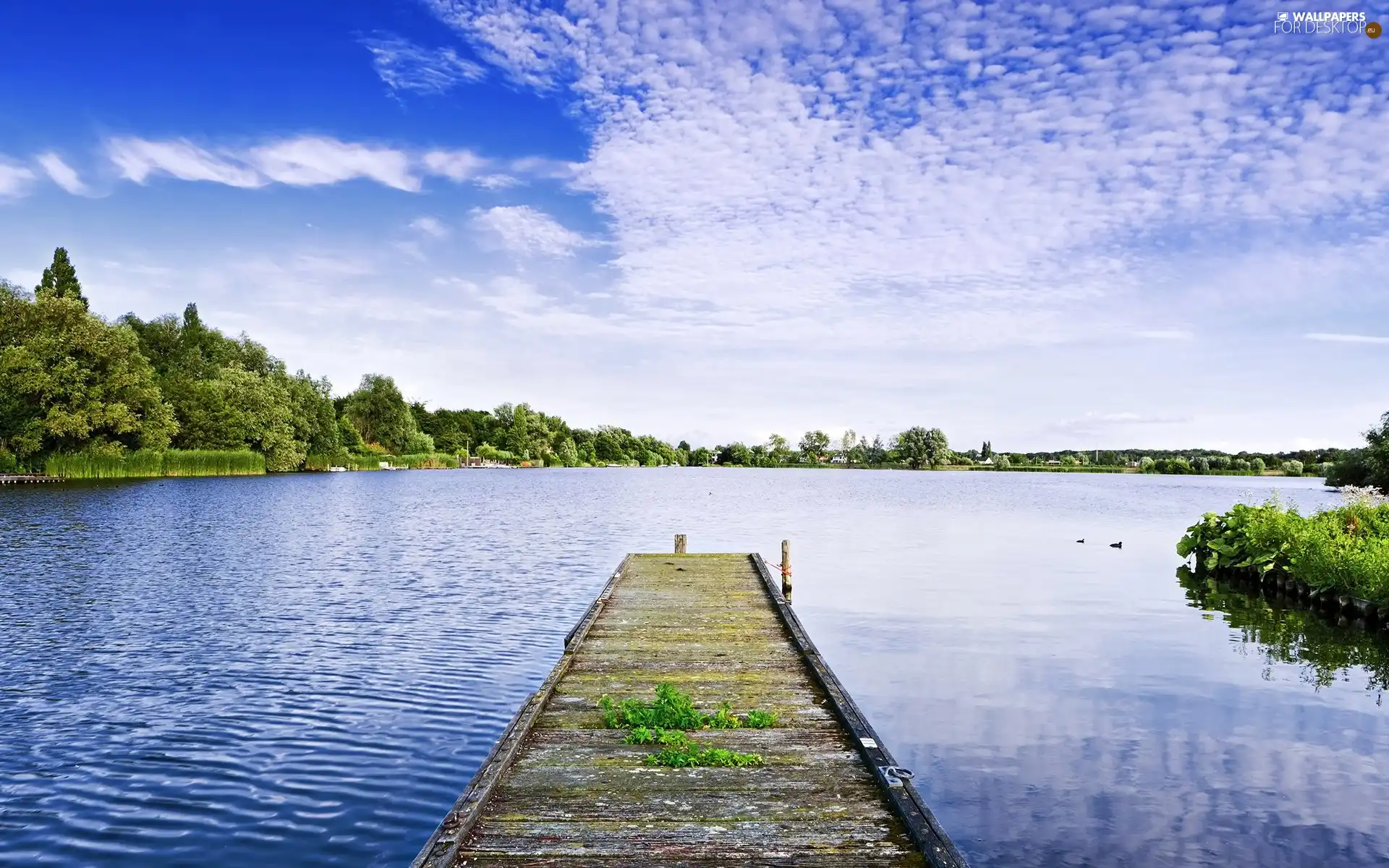 Platform, lake, forest