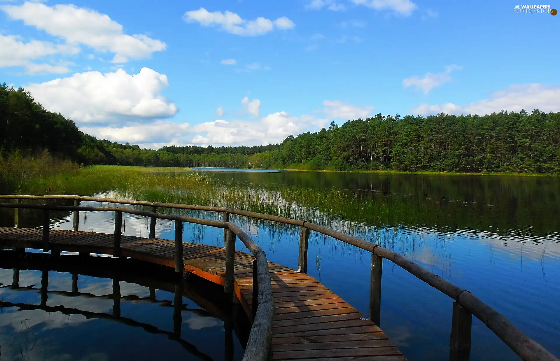 lake, rushes, Platform, summer