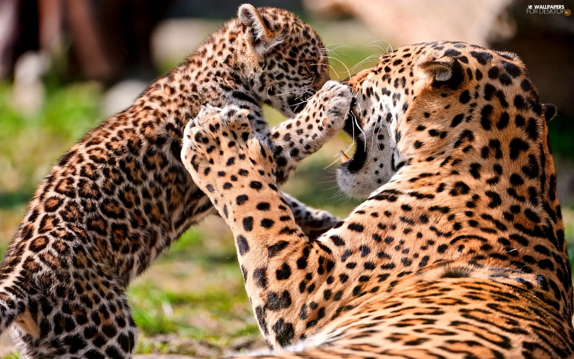 Leopard, play