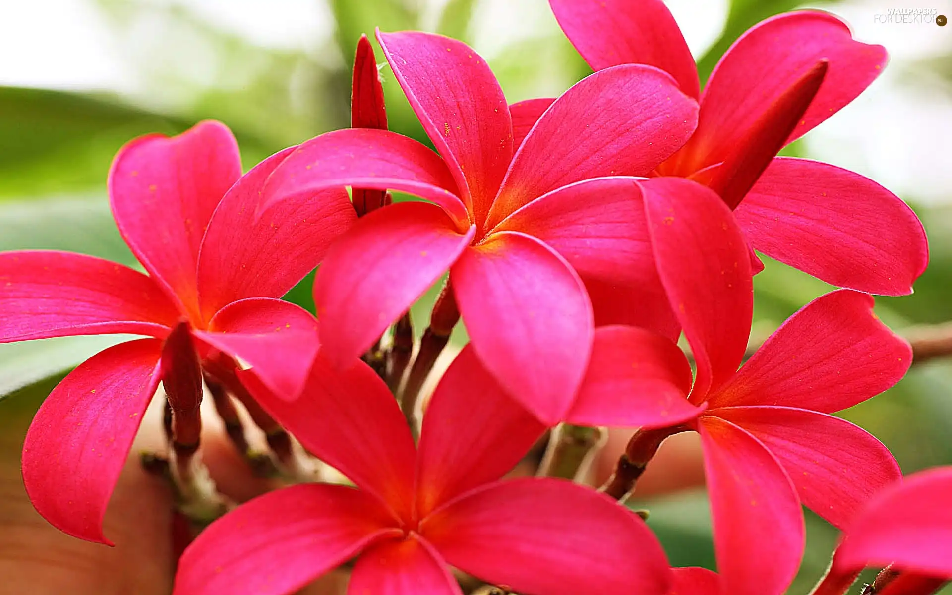 Pink, Plumeria