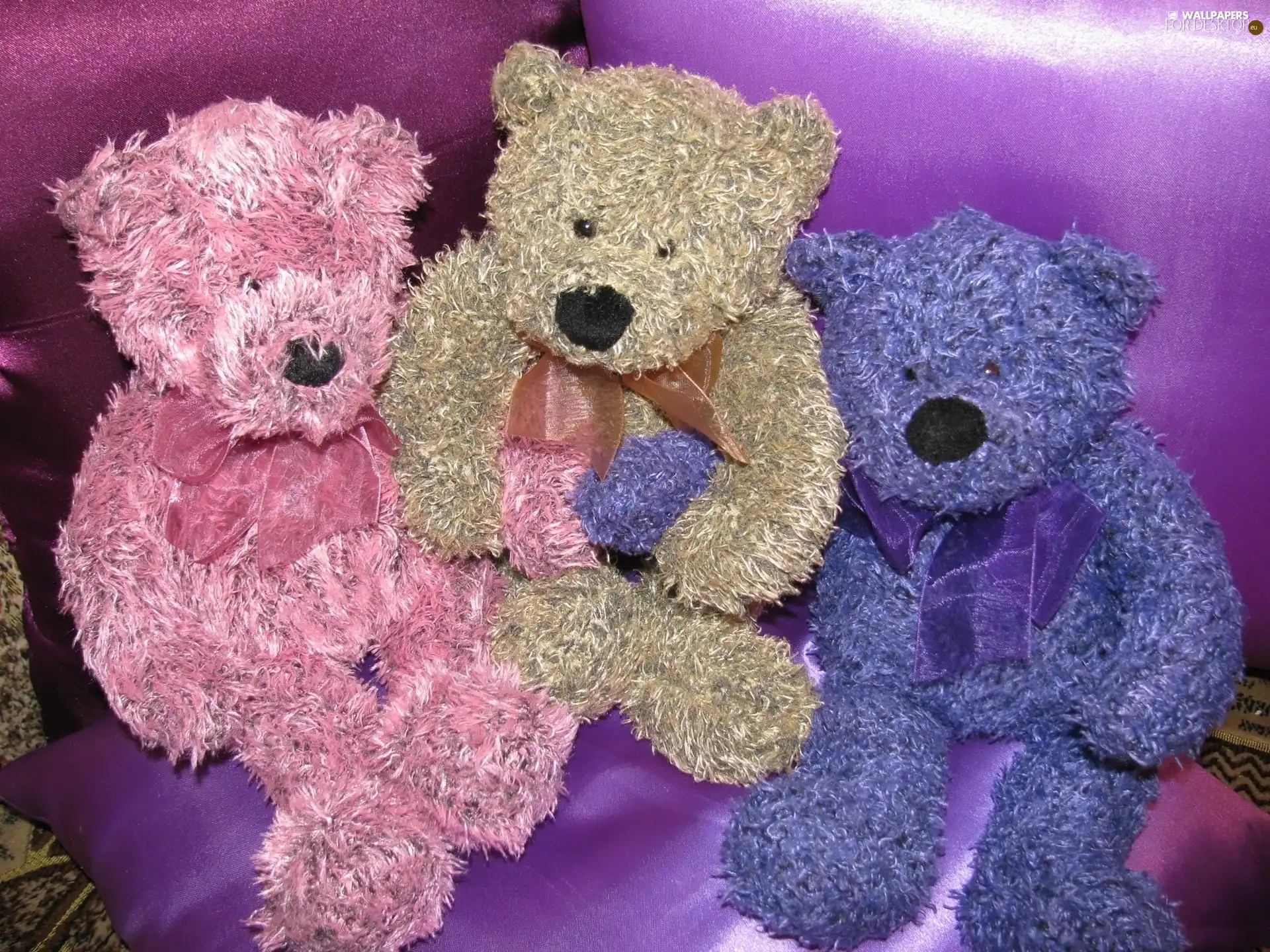 color, toys, plush, bear